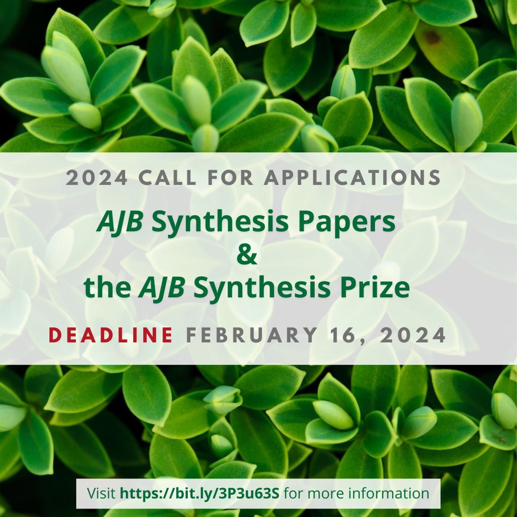 Graphic announcing the American Journal of Botany's 2024 call for applications of the AJB Synthesis papers and prize. The deadline is February 16, 2024