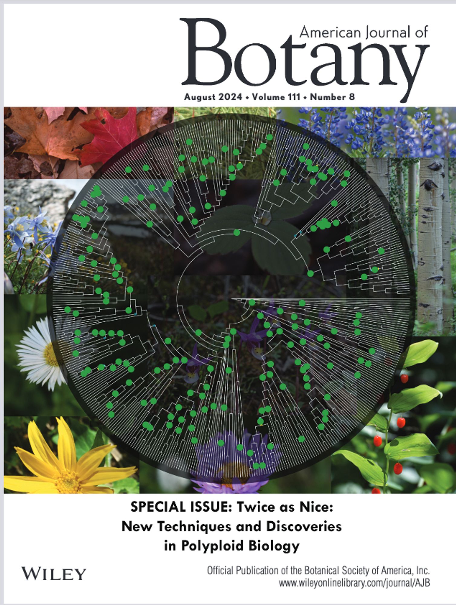 The cover of AJB, which has a sampling of flowering plant species overlaid with an Angiosperm phylogeny.