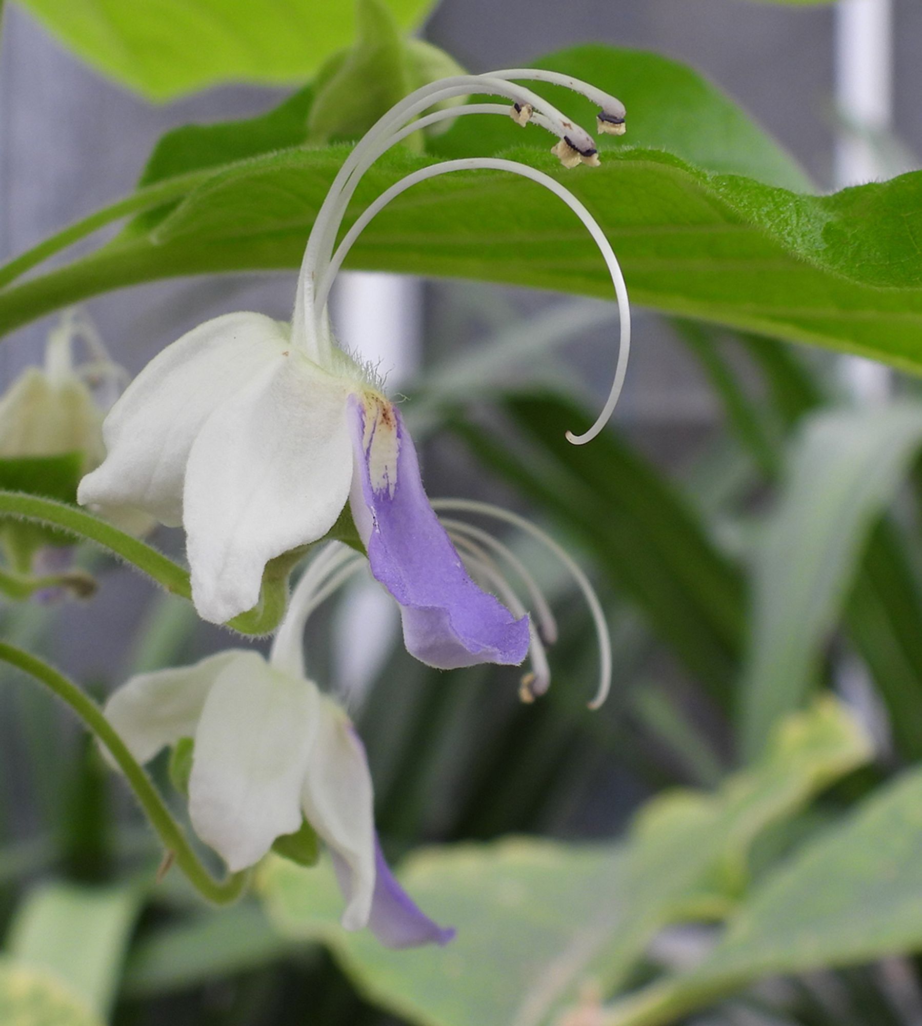 Flower of Karomia gigas grown at Missouri Botanical Garden. Photo credit: Daria McKelvey