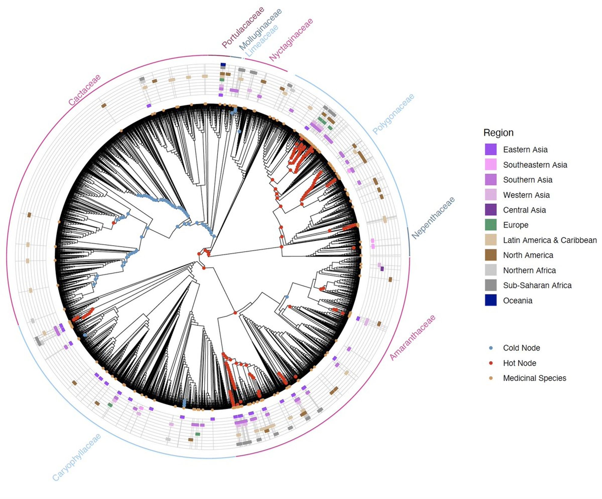 A phylogeny of selected families in the order Caryophyllales. Species used medicinally for treating infections and infestations are mapped onto the tree, and nodes where medicinal use is over or under distributed are indicated. In concentric rings around the phylogeny, world regions where species are used medicinally are shown.