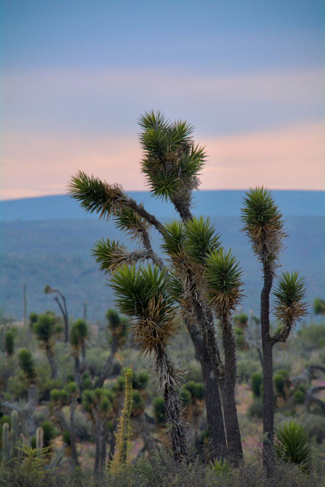 A photo of Yucca valida.