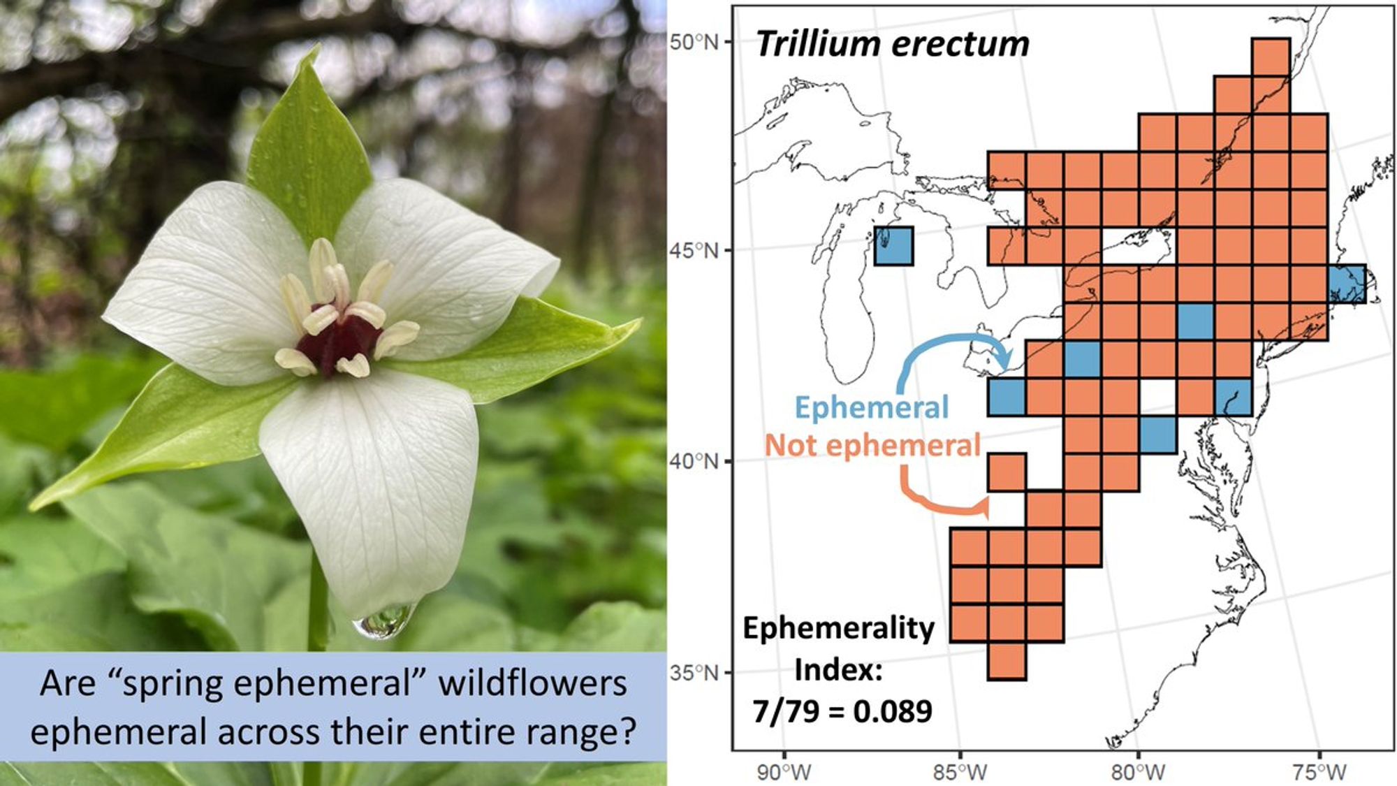 On the left, a picture of a white wildflower (Trillium erectum) in early spring. A drop of water hangs from its lowest petal and blue skies can be seen in the background. On the right, the outline of eastern North America is overlaid with square grid cells shaded either red or blue, with 72 red cells (indicating regions where T. erectum was not found to be a spring ephemeral) and 7 blue cells (where it was found to have a spring ephemeral phenological strategy). Text on the image notes that the ephemerality index value assigned by the authors for this species is therefore 7/79 = 0.089. [Copyright for the picture of the wildflower belongs to Abby Yancy.]