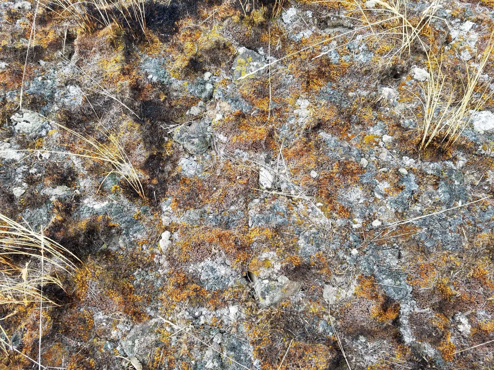 Photo of biocrusts and charred bunchgrasses a week after wildfire in June 2020 at Horse Heaven Hills, Washington, USA.