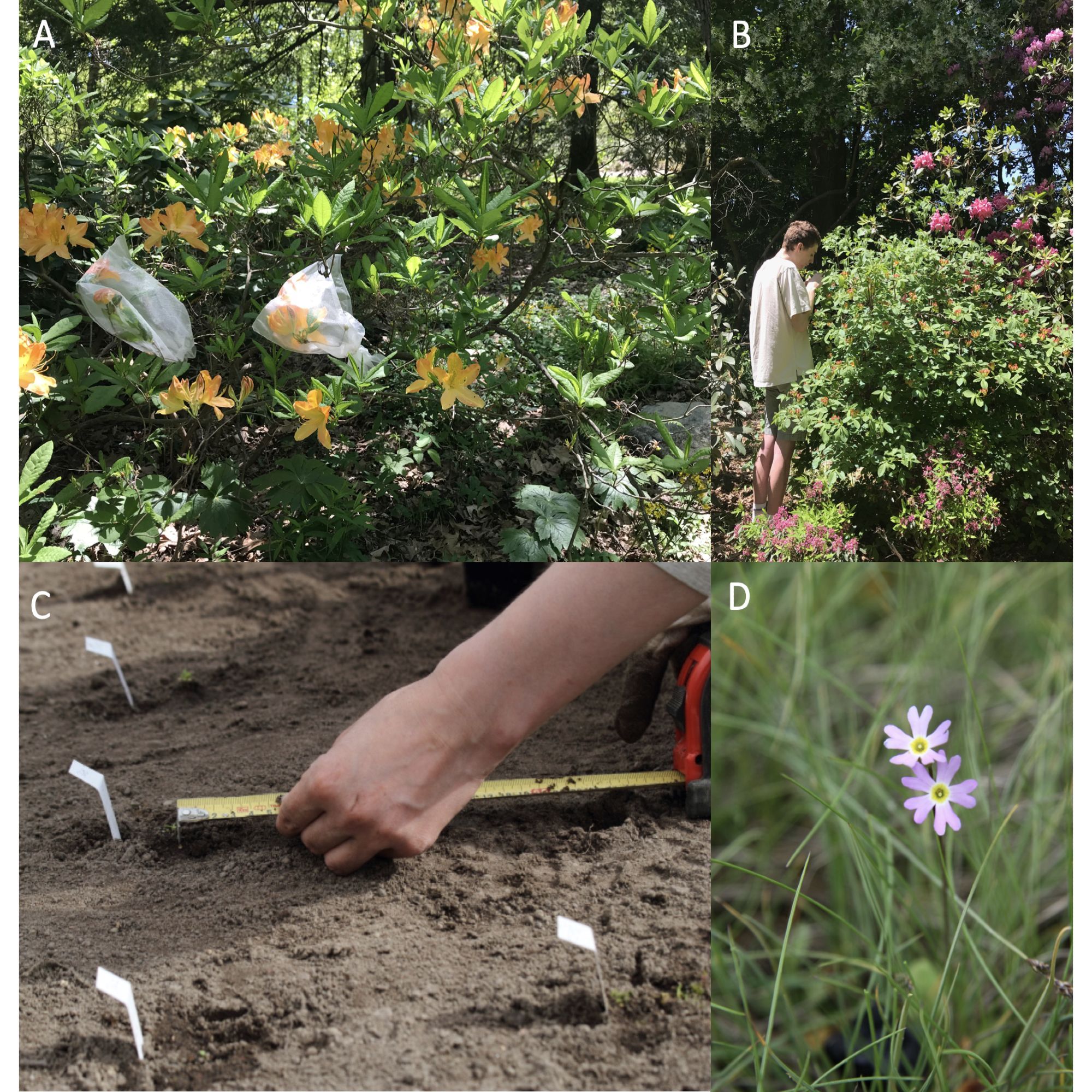 Four photos showing how botanical gardens can be both sources of plant materials for experimentation (A, B) and planting locations for experiments (C, D).