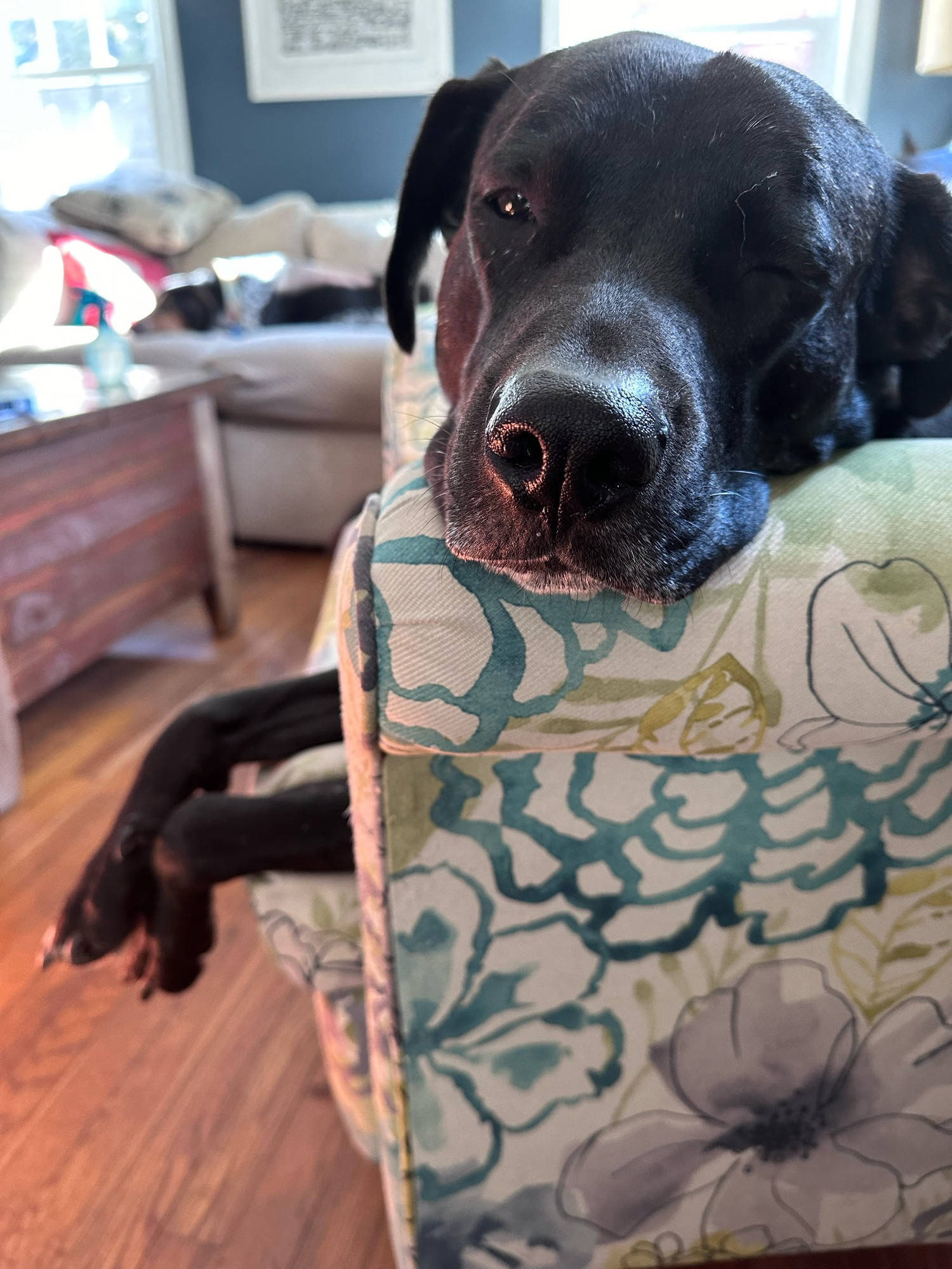 Black lab lounging on a blue floral chair…