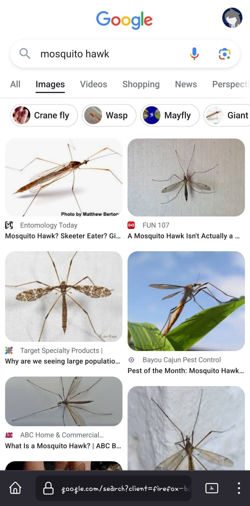 mosquito hawk google search