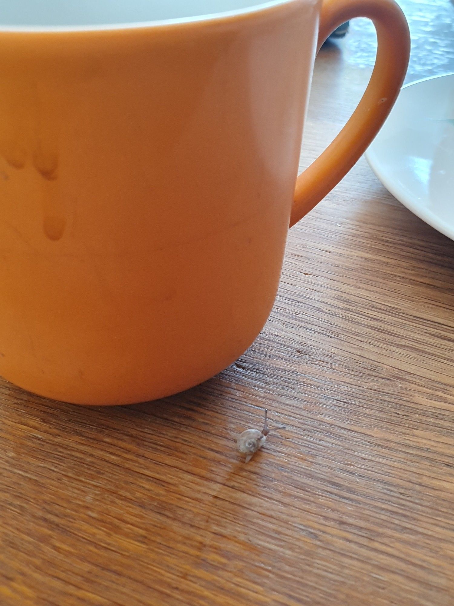 Winzige Häuschenschnecke auf hölzerner Tischplatte, dahinter riesige orangene Kaffeetasse