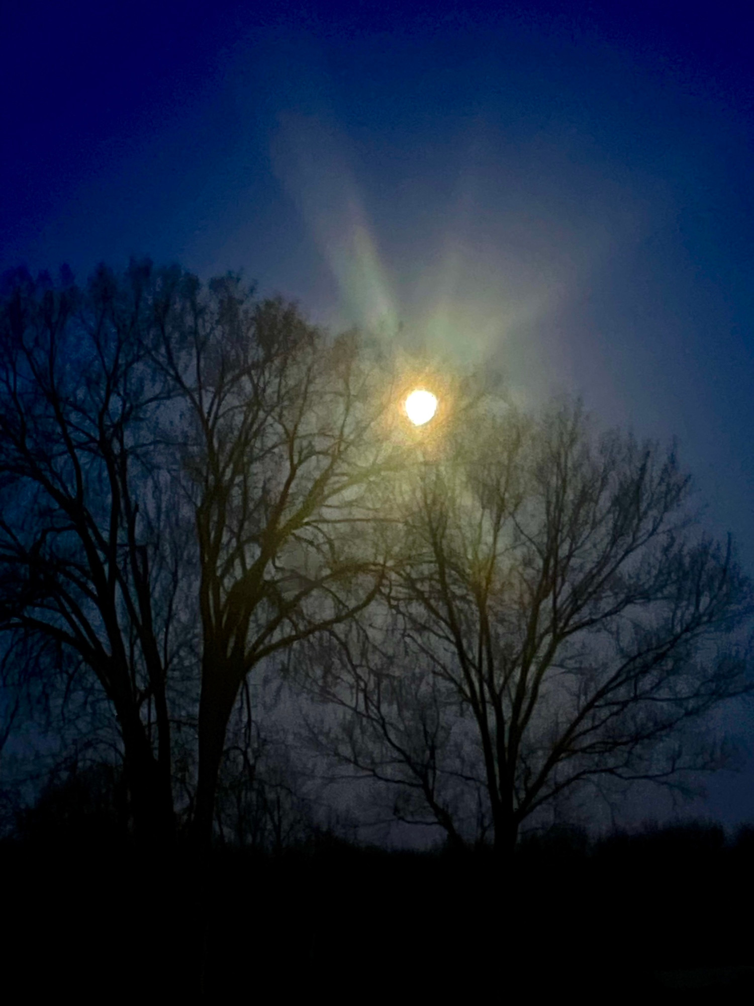 Bright moon shining through the early morning in the trees.