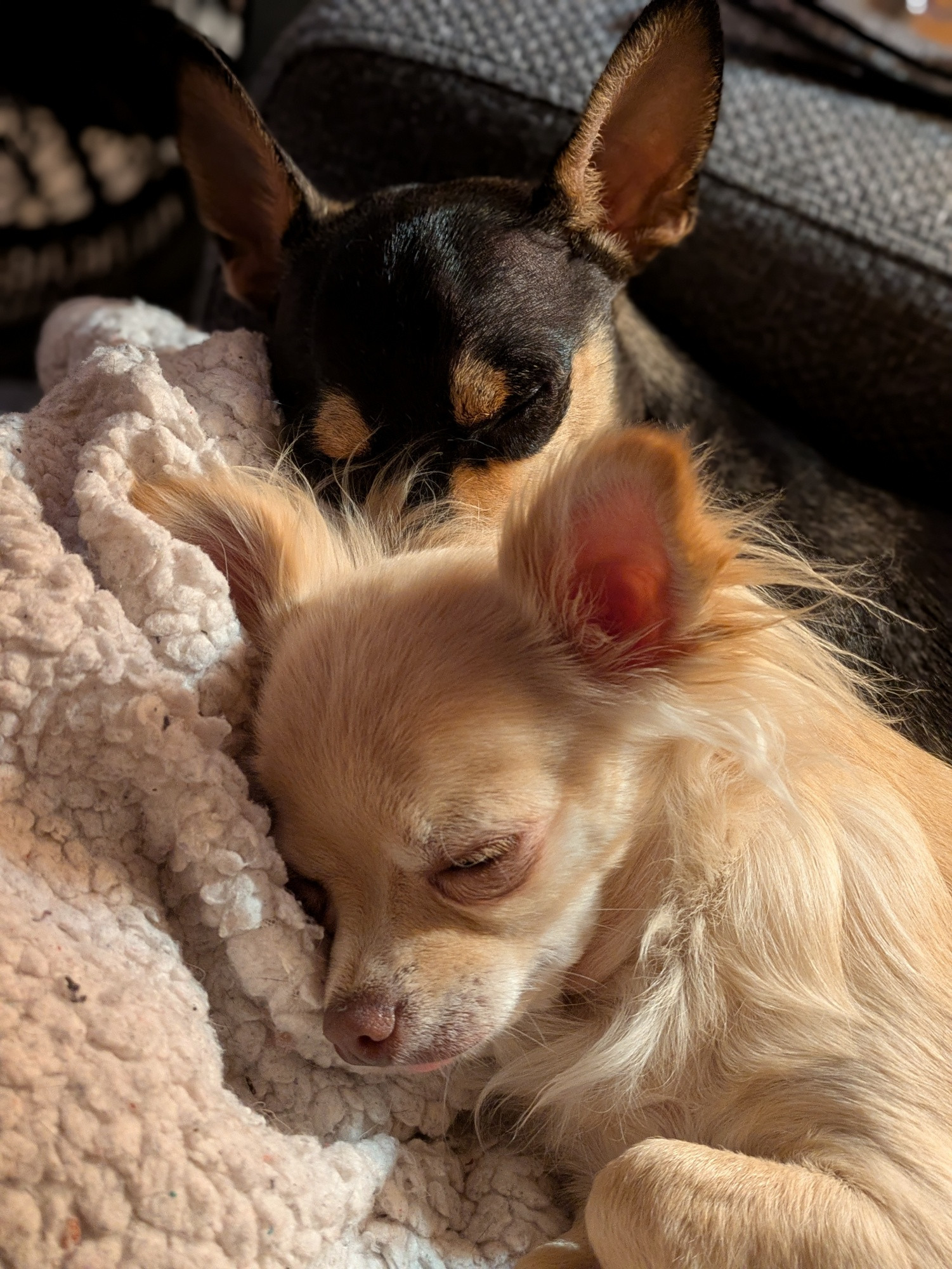 A black Chihuahua & a fawn Chihuahua sleeping