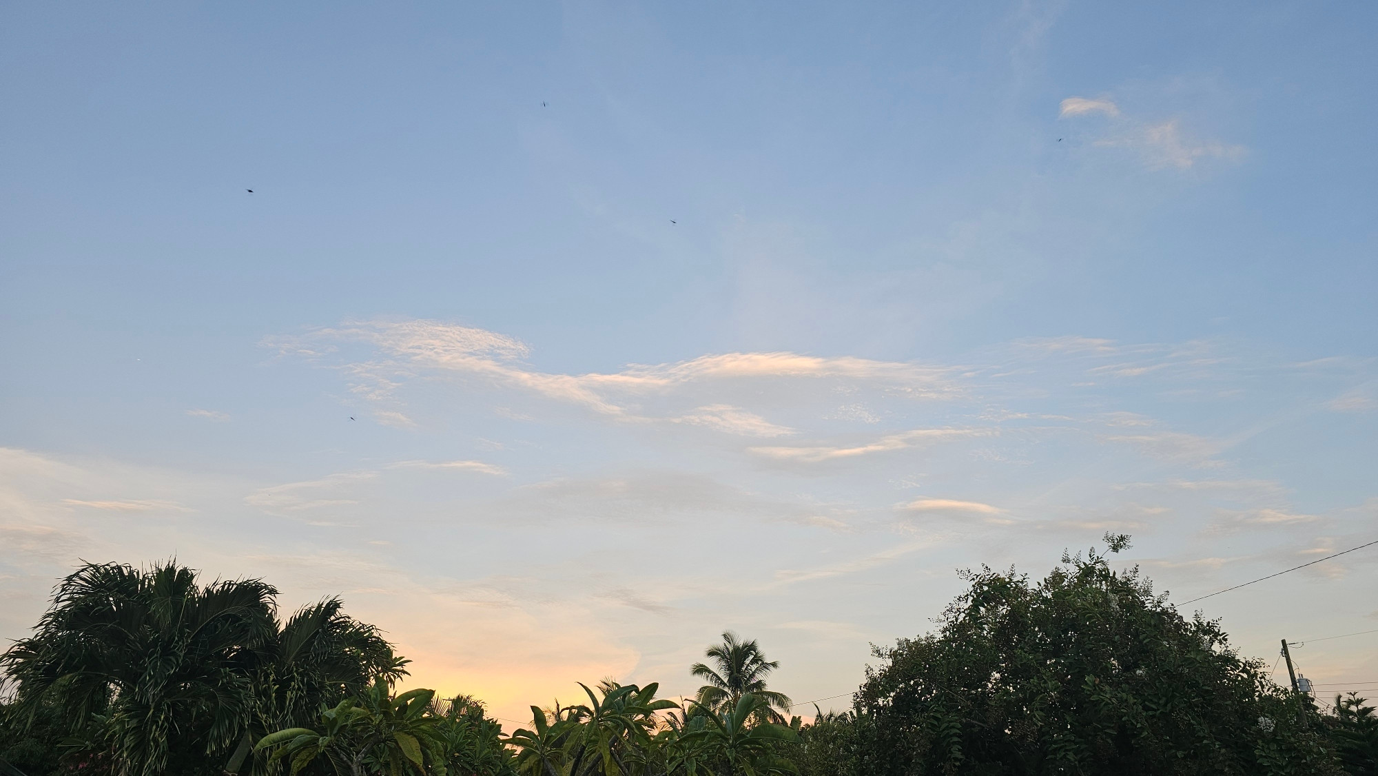 An image of the evening sky with trees in the foreground and a few cirrus clouds in the sky.