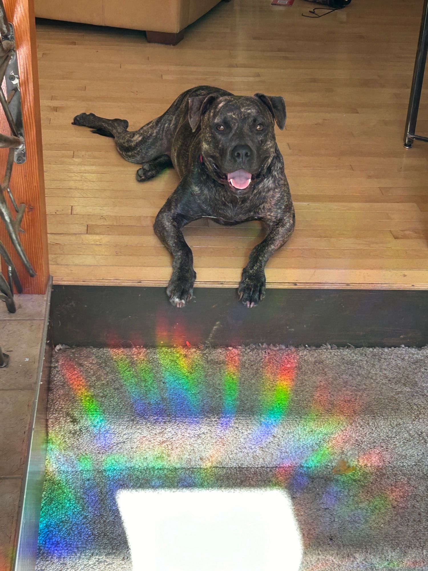 Brindle pitty mix sitting at the top of a staircase. He is smiling and his front paws are hanging over the top step. There’s a square of sunshine surrounded by a rainbow on the stairs.