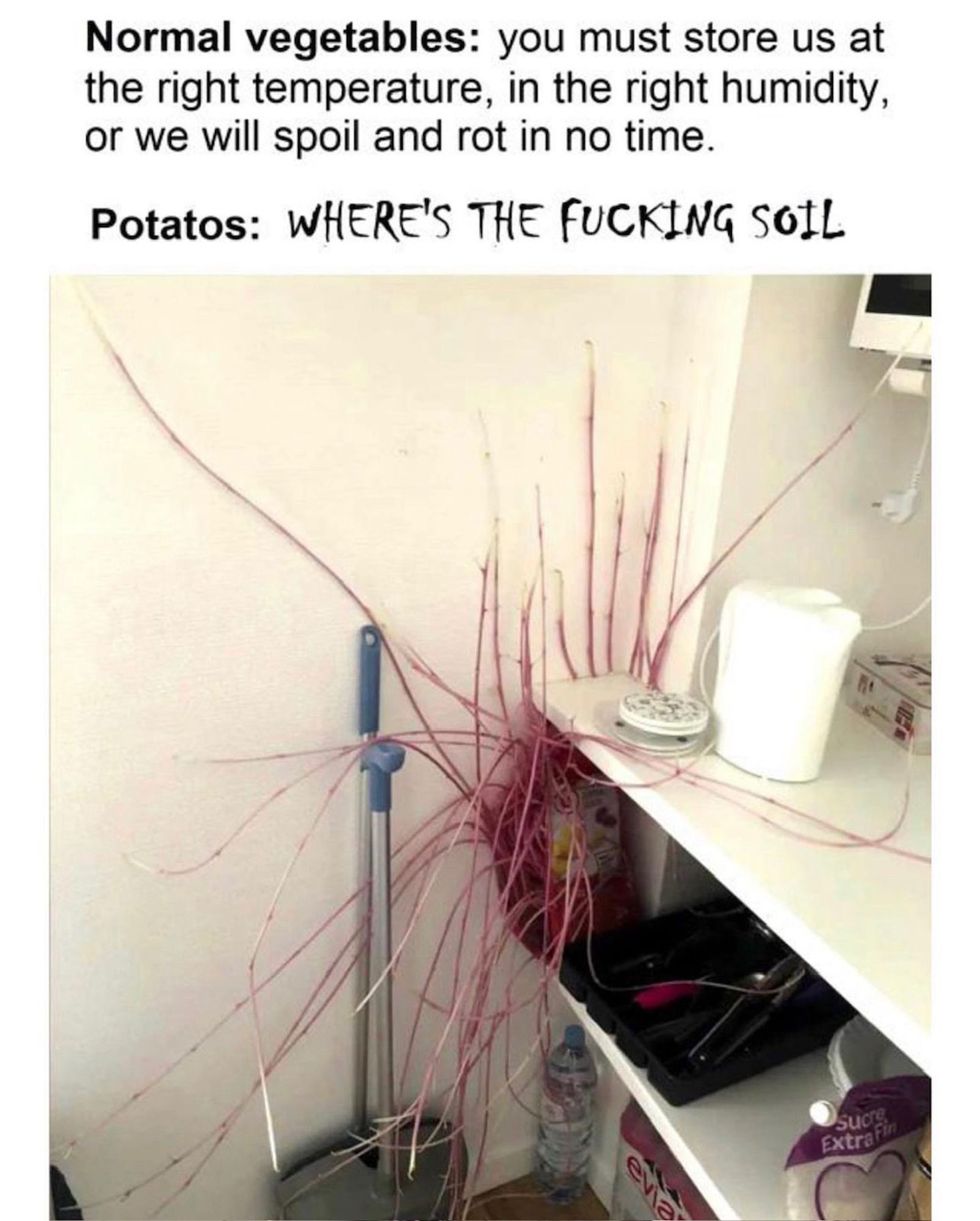 Normal vegetables: you must store us at
the right temperature, in the right humidity,
or we will spoil and rot in no time.
Potatos: WHERE'S THE FUCKING SOIL
[Photo of a potato with roots reaching out everywhere from the shelf it's stored on]