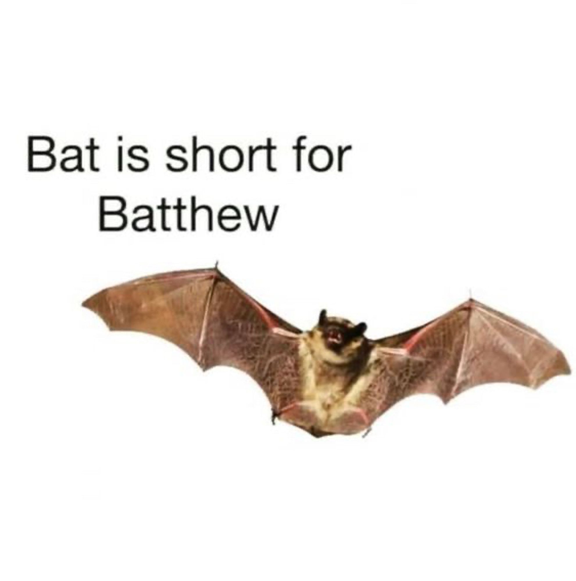 Bat is short for Batthew
[image of a bat in flight]