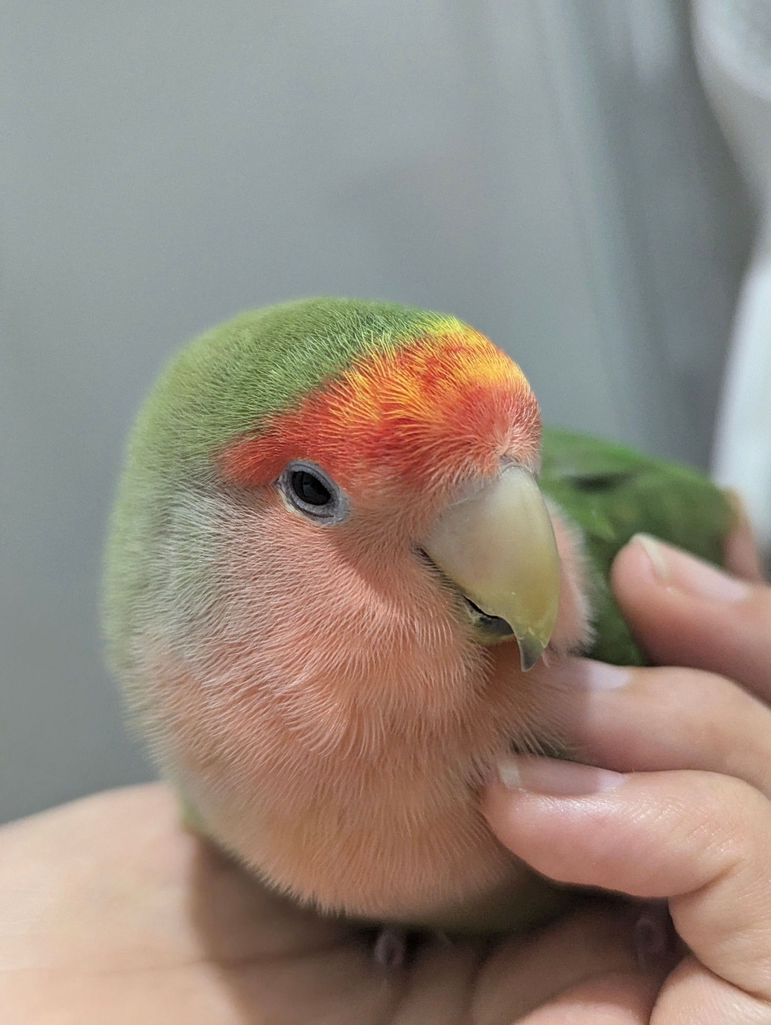 コザクラインコ