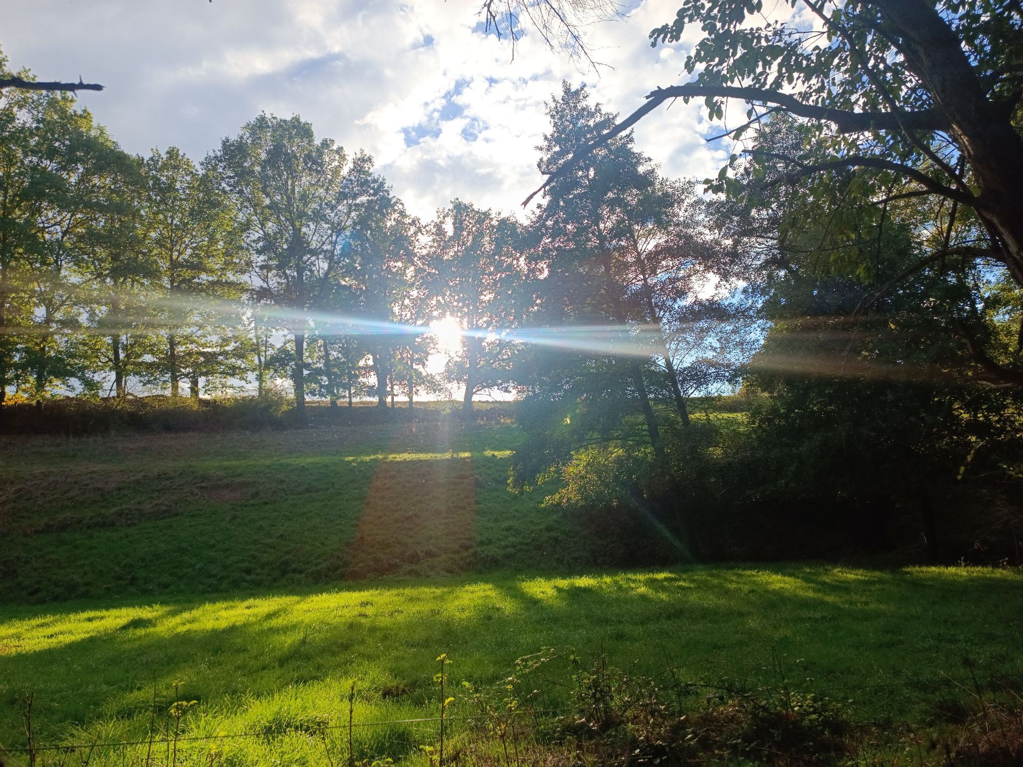 Eine Wiese und ein kleiner Hügel mit Wiese. Es sind Bäume erkennbar, durch die Bäume auf dem Hügel bricht sich das Licht der Sonne