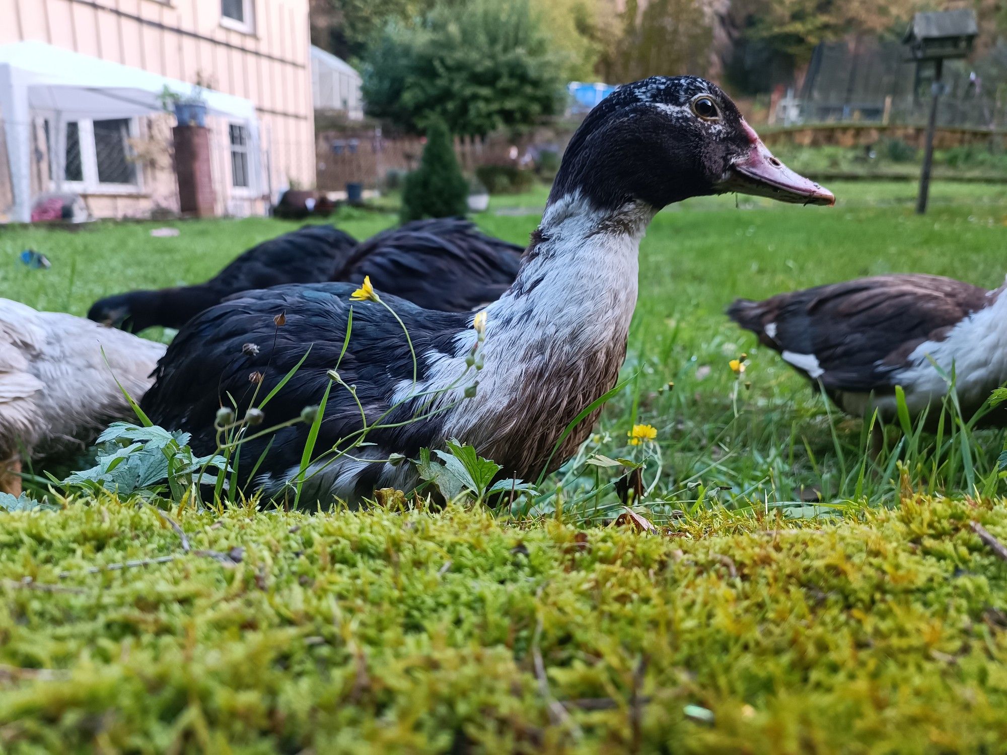 Eine Ente auf einer Wiese in Seitenansicht, im Vordergrund etwas Moos