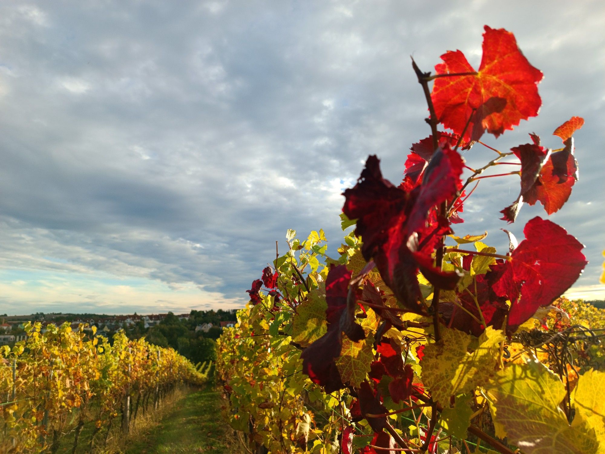 Einige rotgefärbte Weinblätter, im Hintergrund durch die untergehende Sonne beschienene Weinreben