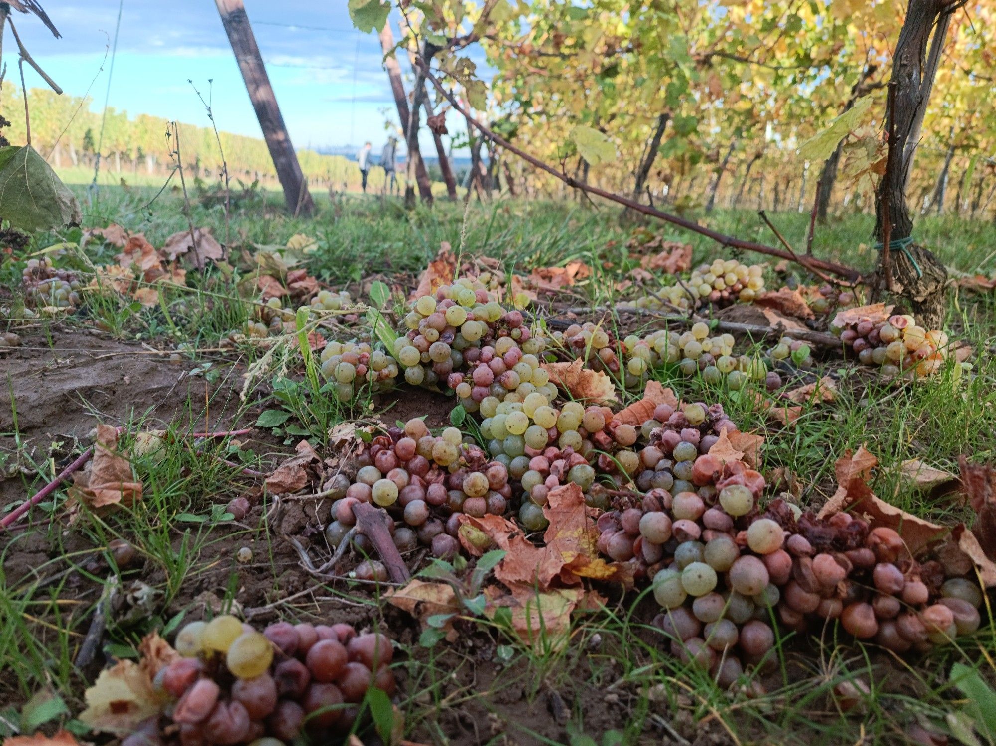 Herumliegende Weintrauben vor Weinreben, im Hintergrund ein blauer Himmel und weitere Weinreben