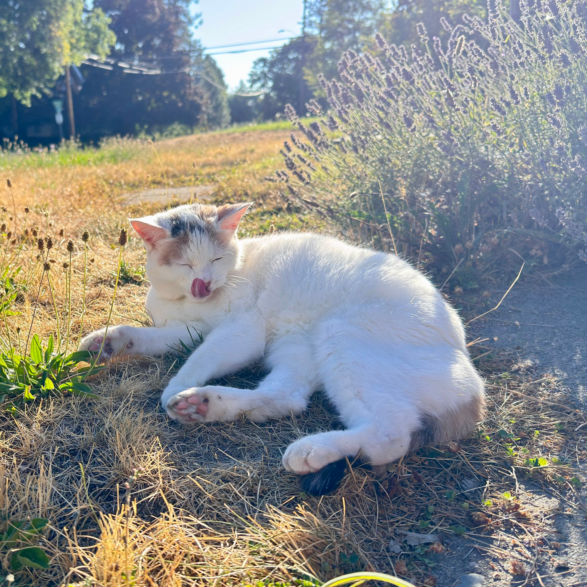 White cat laying in dead grass licking her nose