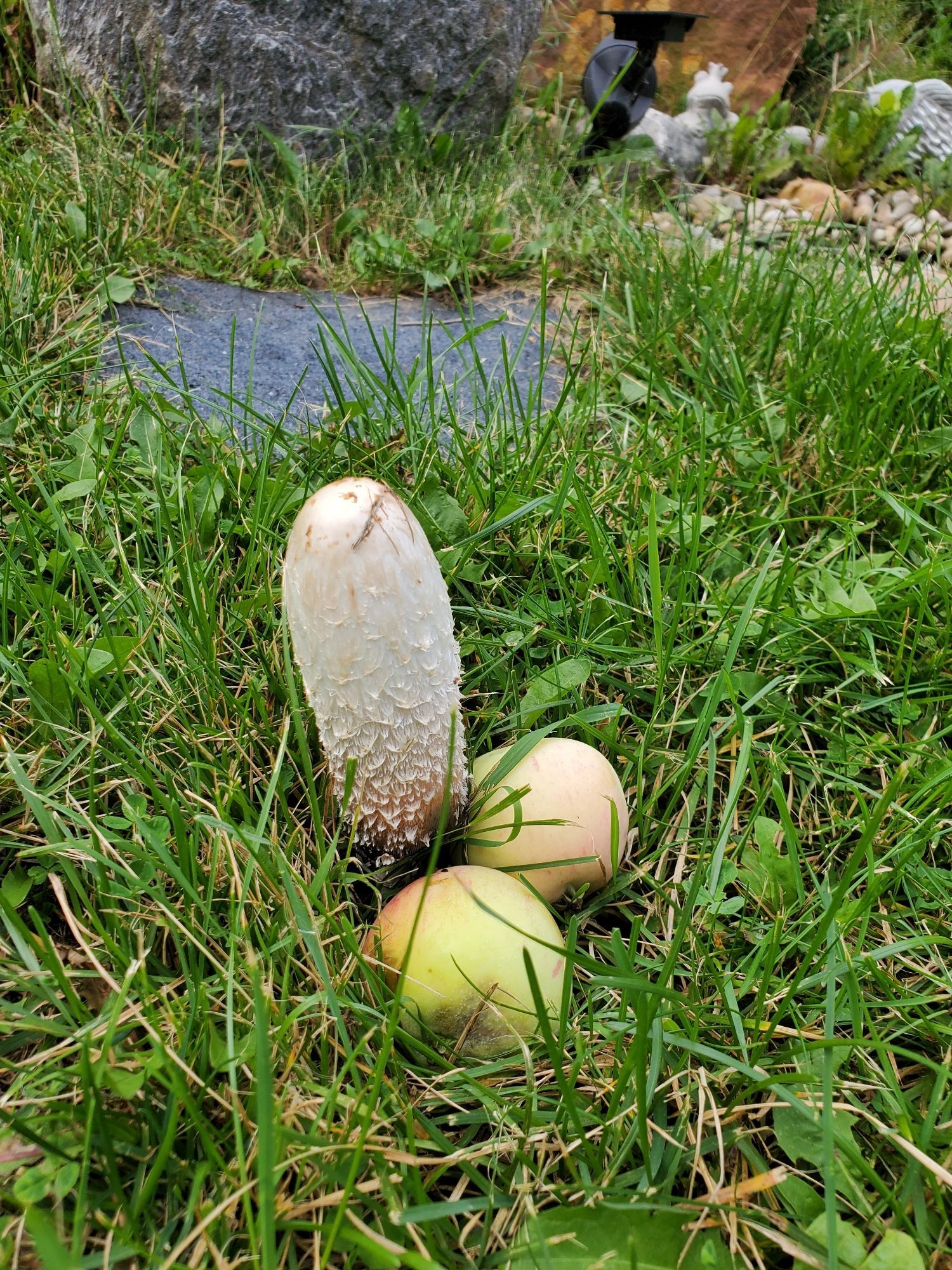 A very phallic looking mushroom with two crab apples at the base. It stands erect above the grass of the lawn