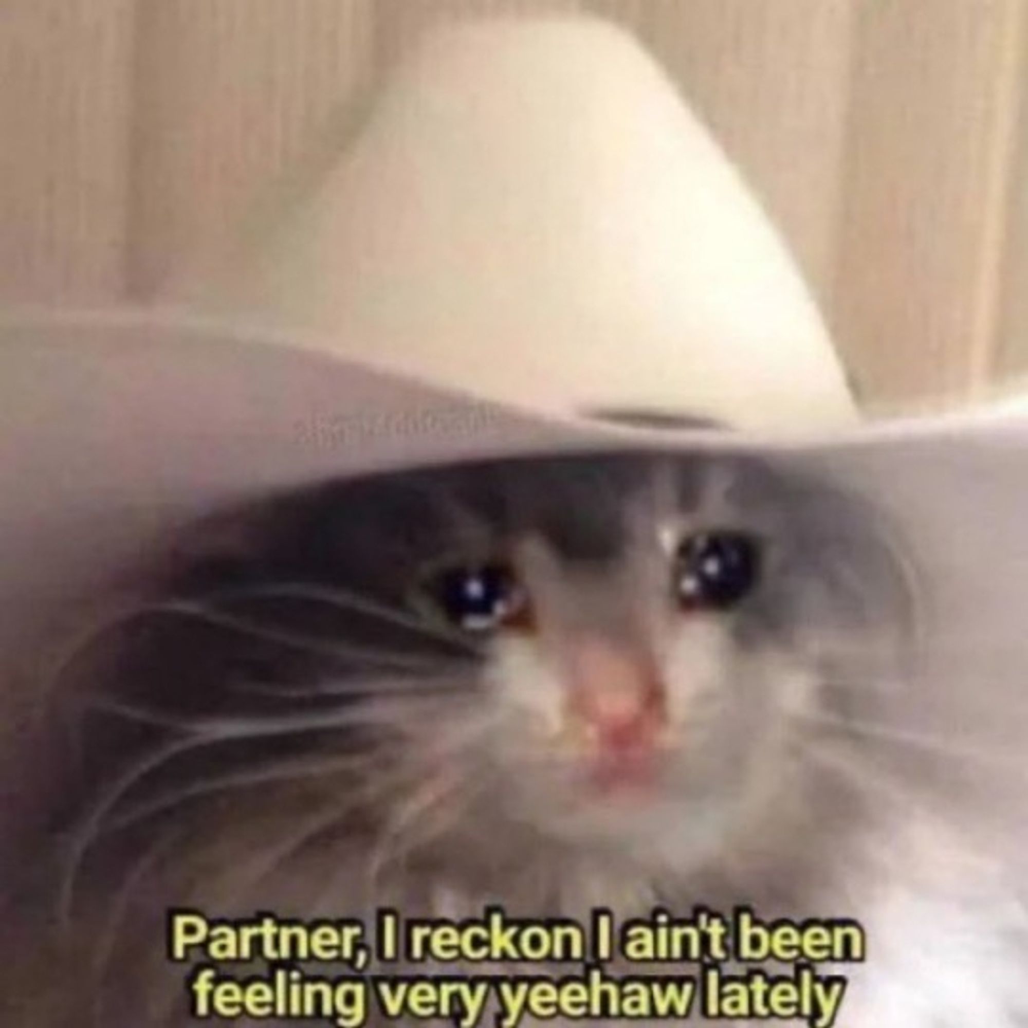 A sad looking cat in a cowboy hat that resembles Dean's from Tombstone. Says "Partner, I reckon I ain't been feeling very yeehaw lately"