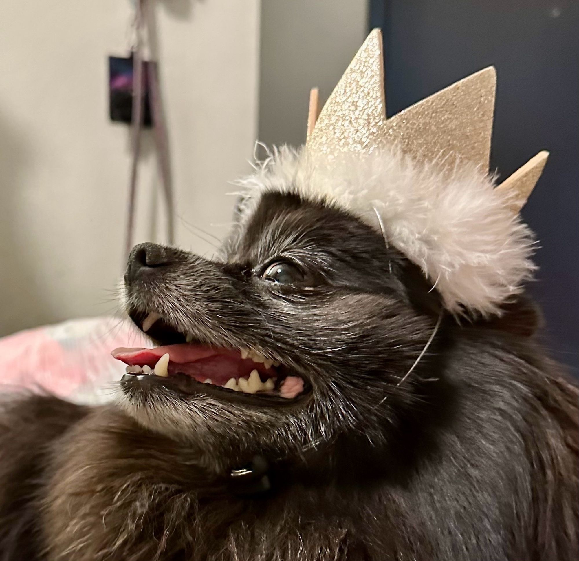 A very cute black dog with a greying mucus wearing a crown.