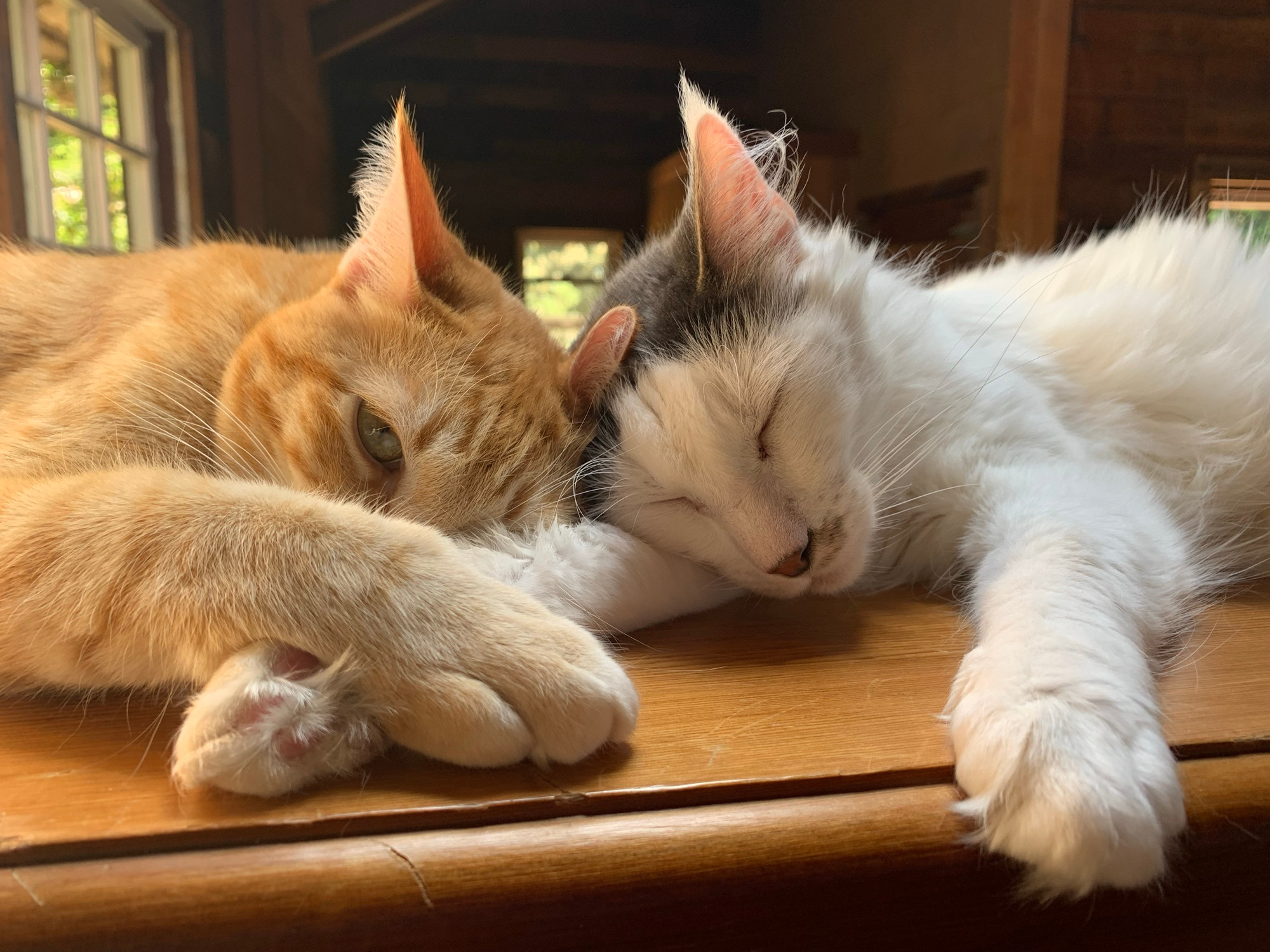 A fluffy grey and white cat snuggling with an orange cat. 