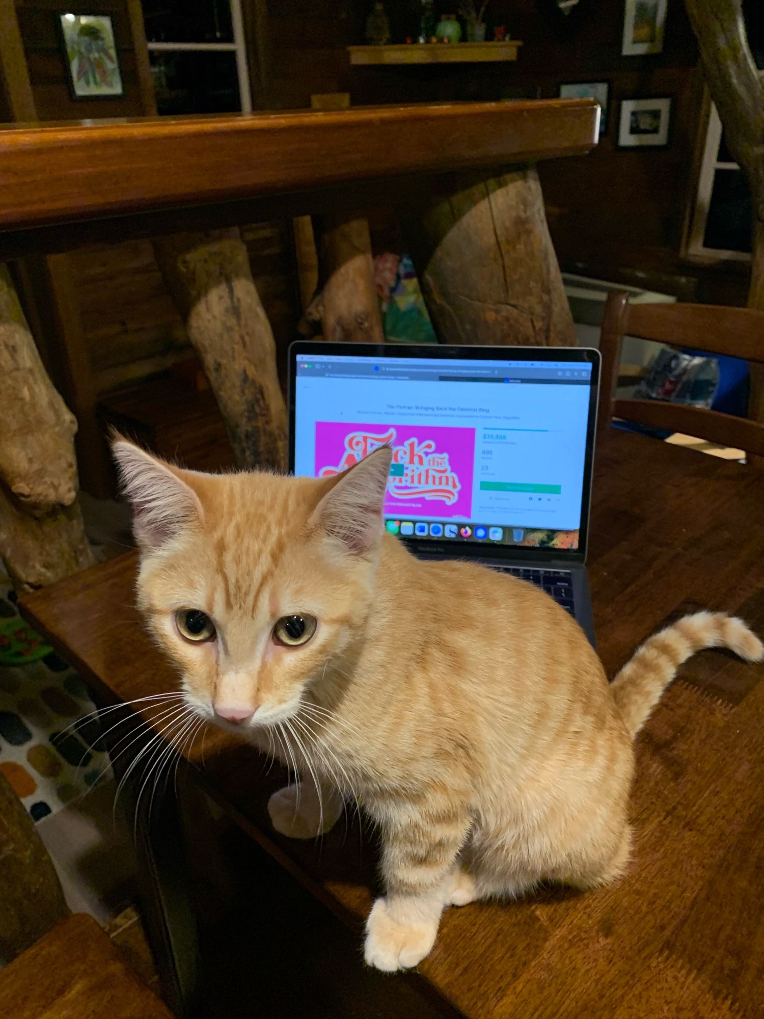 An orange kitten posing in front of a laptop open to the flytrap’s Kickstarter campaign