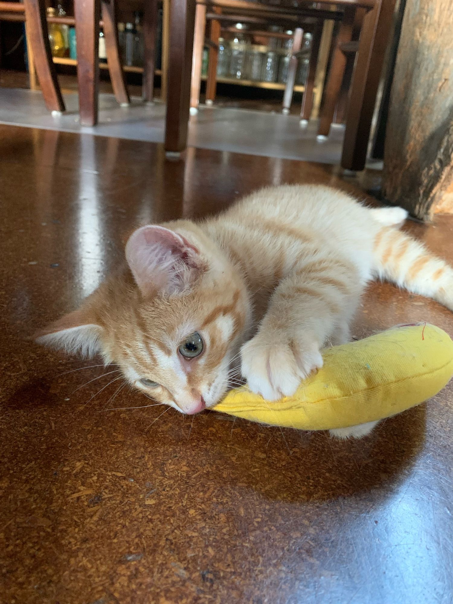 An orange kitten with a stuffed banana