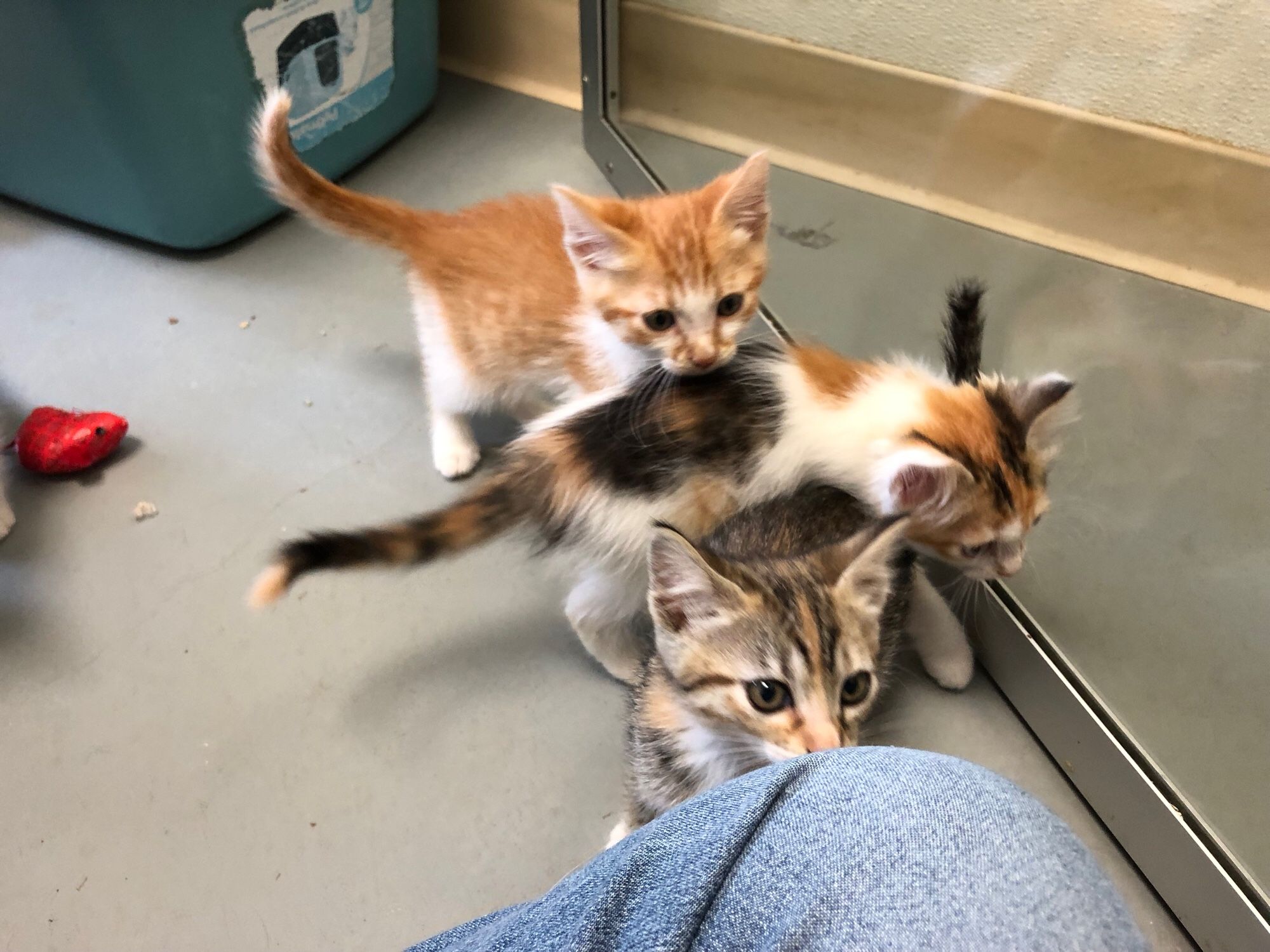 Three cute kittens preparing to attack my knee. 