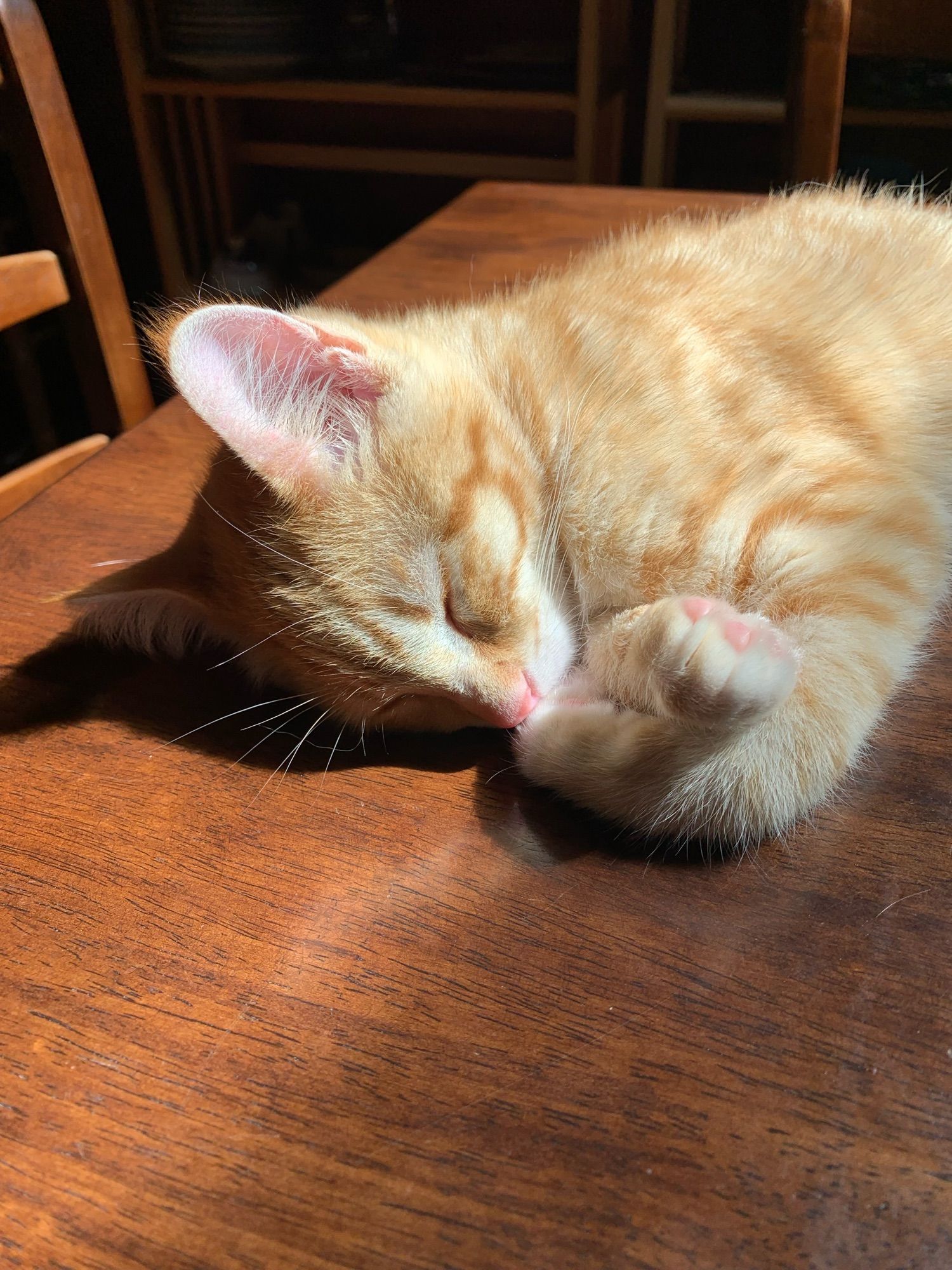 An orange kitten sleeping on the table (where he is NOT ALLOWED) in the sun