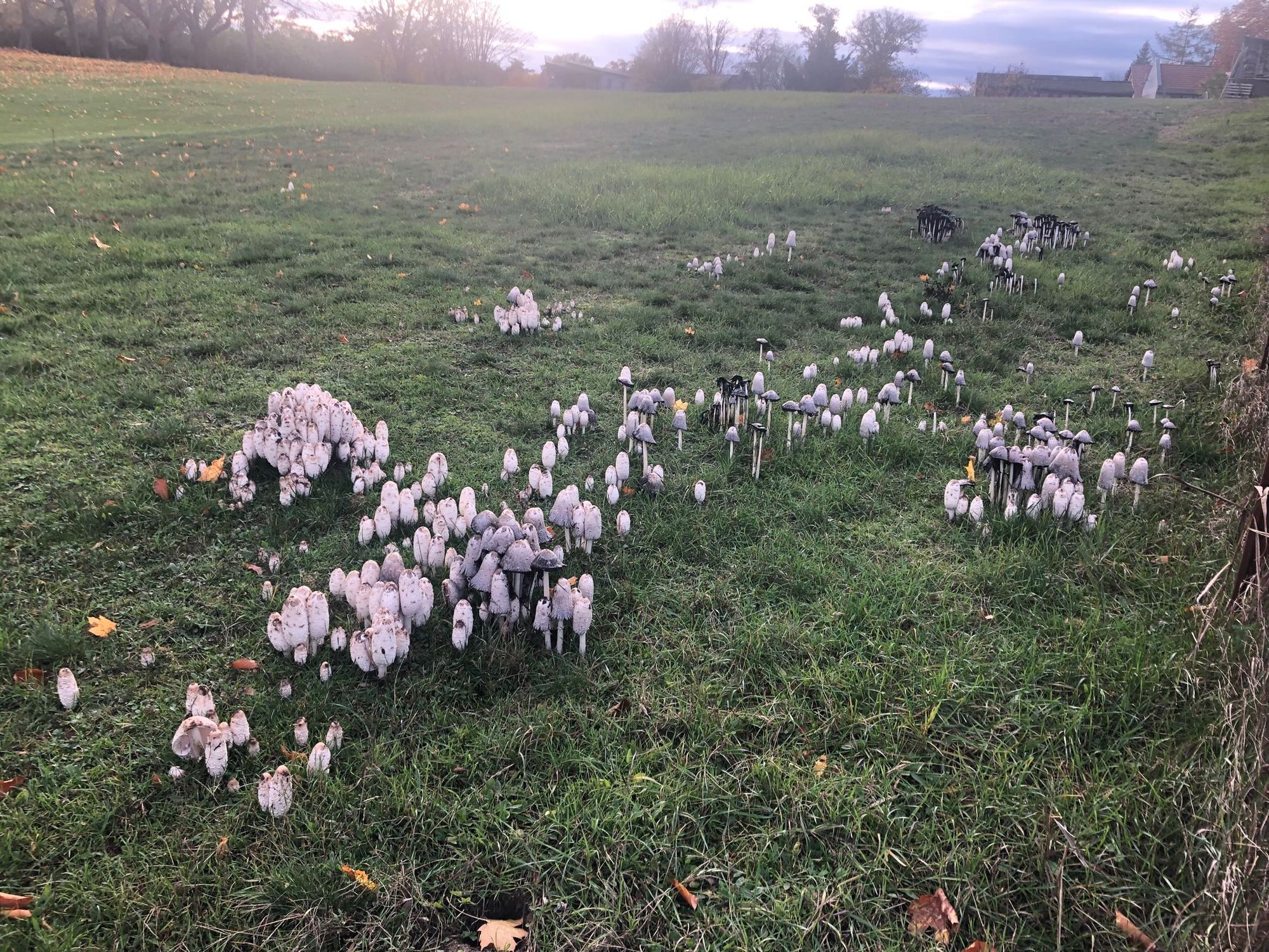 Riesige Kolonie von Schopftintlingen (bläuende Pilze ) auf einer Wiese