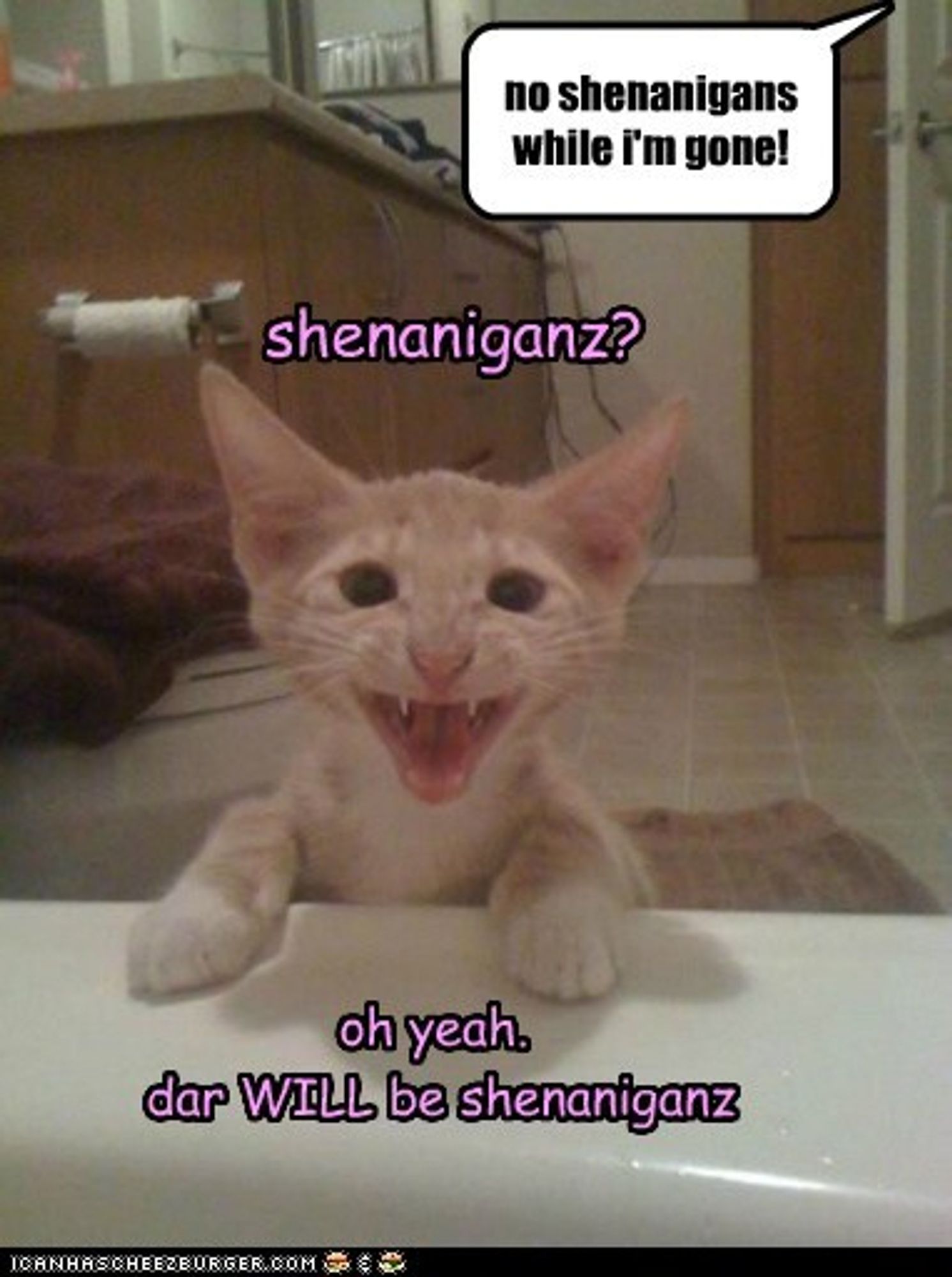 Human Mom (off-screen): No shenanigans while I'm gone!

Older orange kitten perching his paws on the edge of a tub and looking into the camera, mouth wide open as he protests loudly: Shenanigans? Oh yeah, dere WILL be shenanigans!