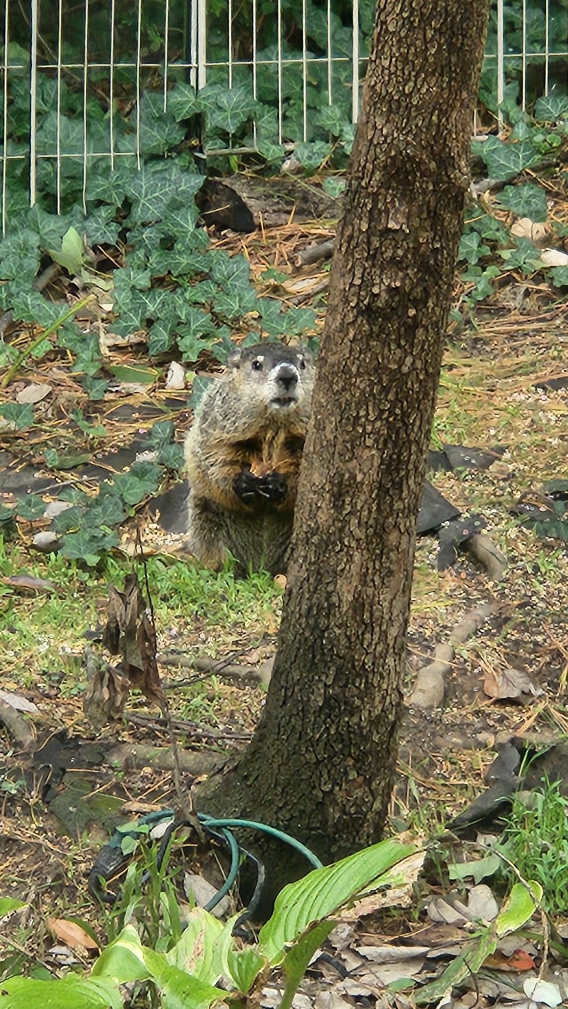 The groundhog who lives around the house somewhere. Looks very grumpy. Loves peanuts.