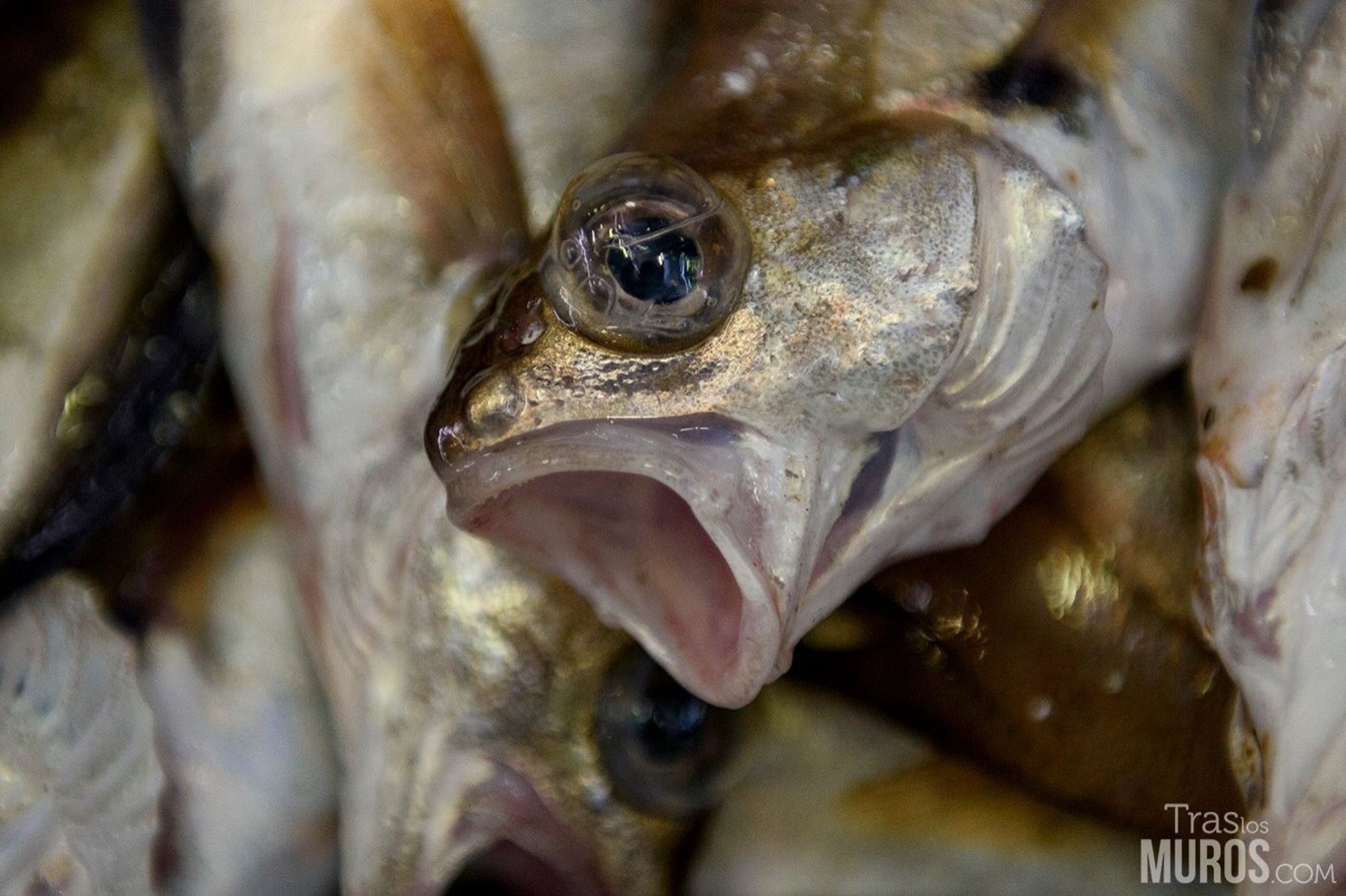 Photo of a small golden, silver fish laying on top of many other fish while he/she gasps, mouth open.