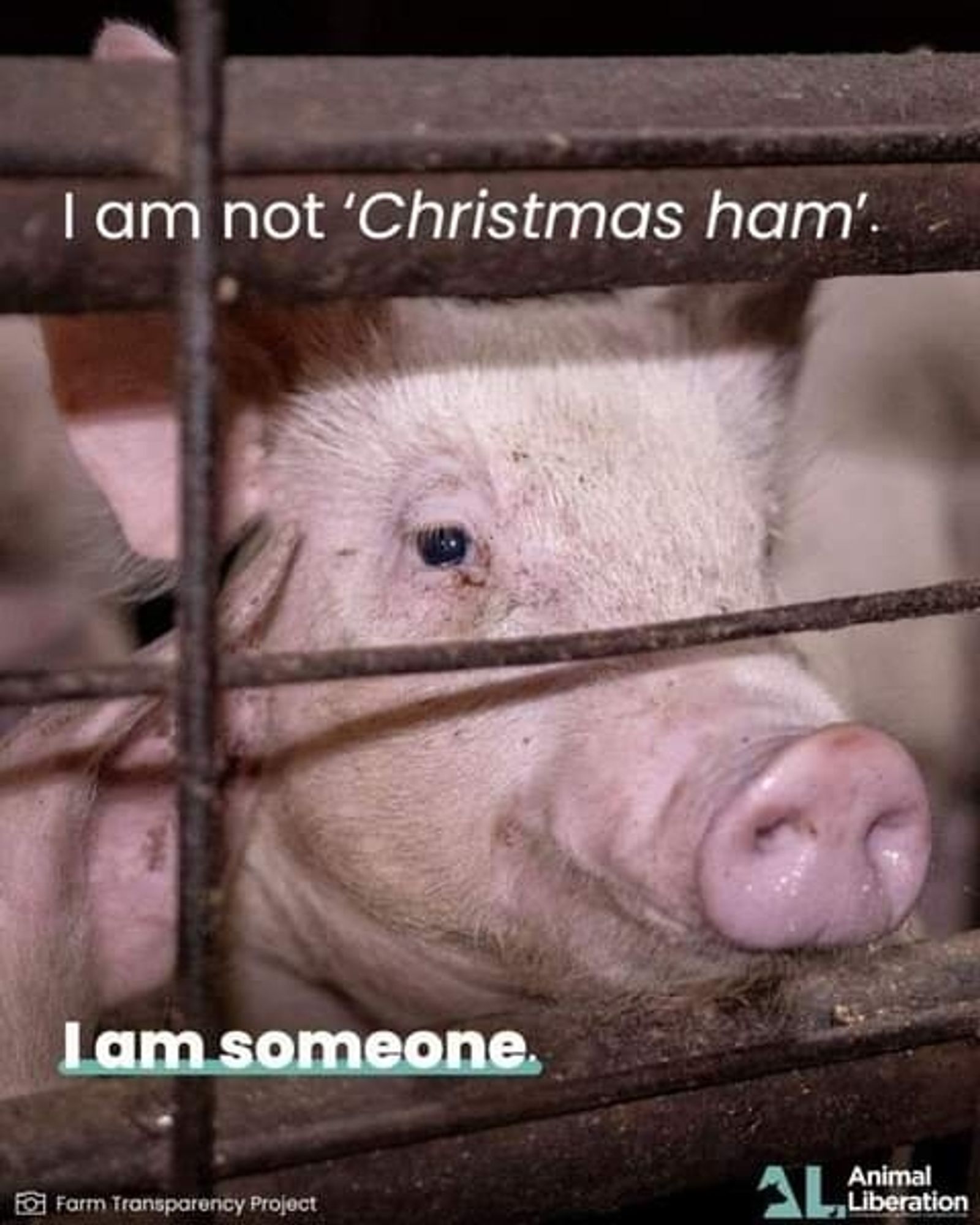 A pig stands with others behind a wire enclosure.