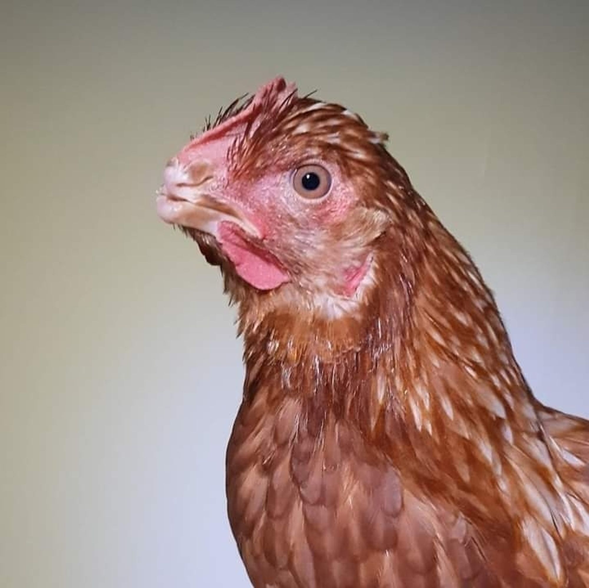 A close up photo of a rescued chicken who had her beak trimmed off when she was a baby.
This is standard common practice in the animal agriculture industry.
She is still beautiful.
Her feathers are rust brown color and they match her eyes.