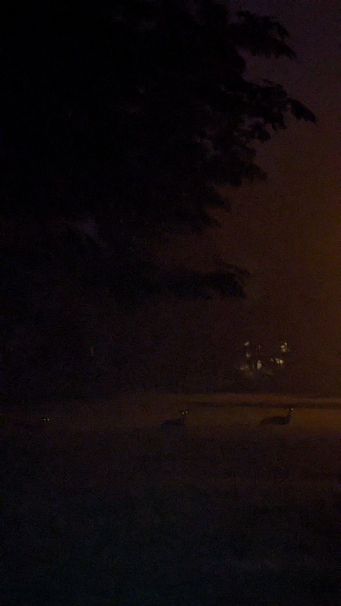 3 deers looking back at me in the dark with glowing eyes.