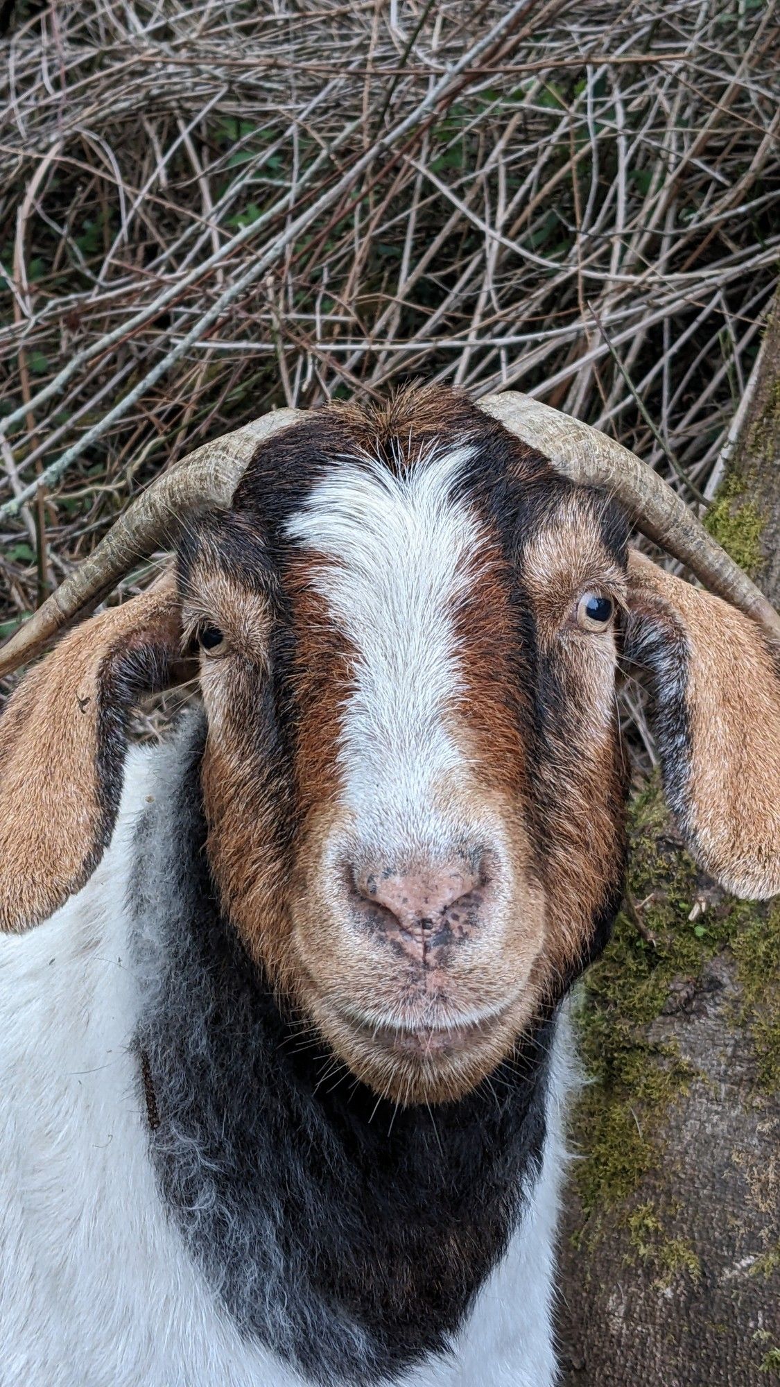 Brown and white goat.