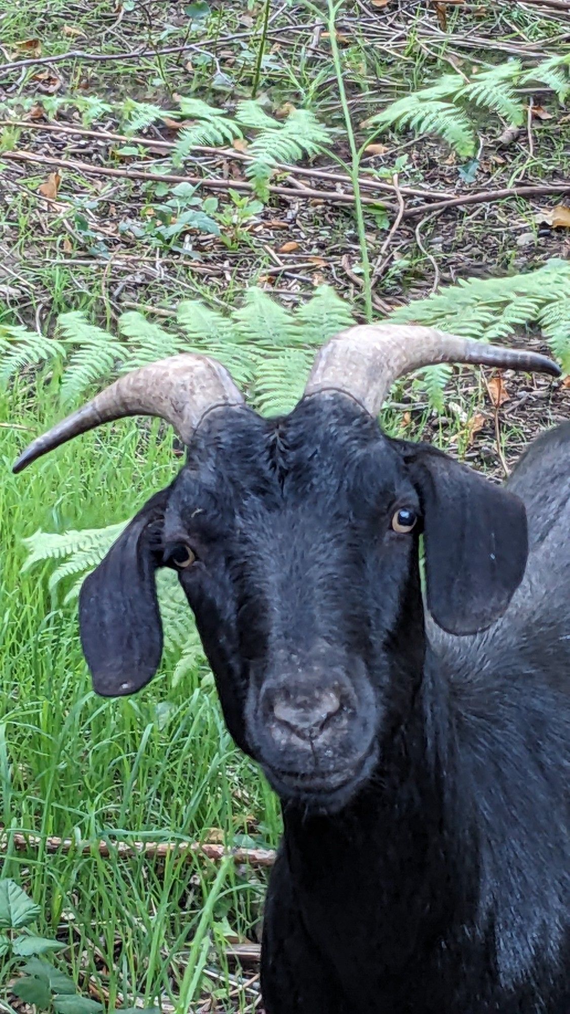 Black goat