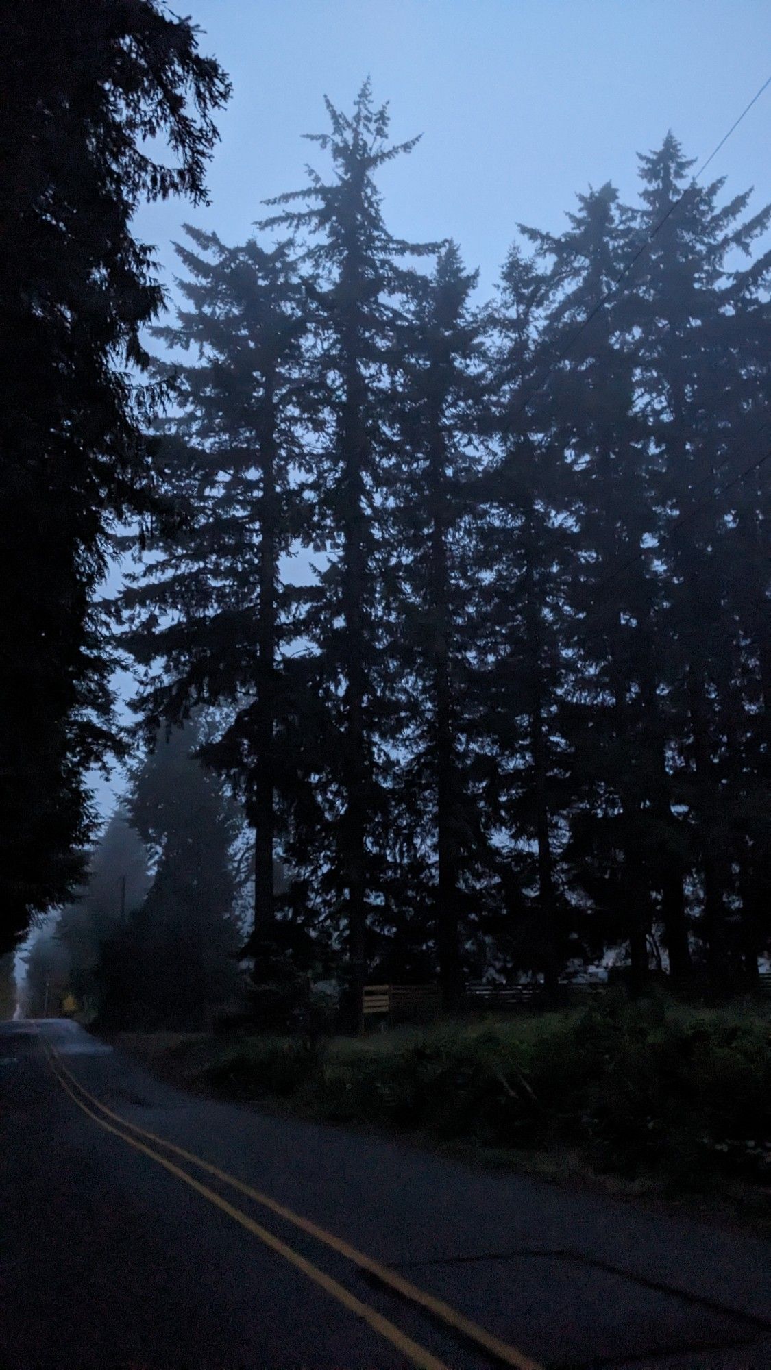 A road and a wall of evergreens in fog and rain.