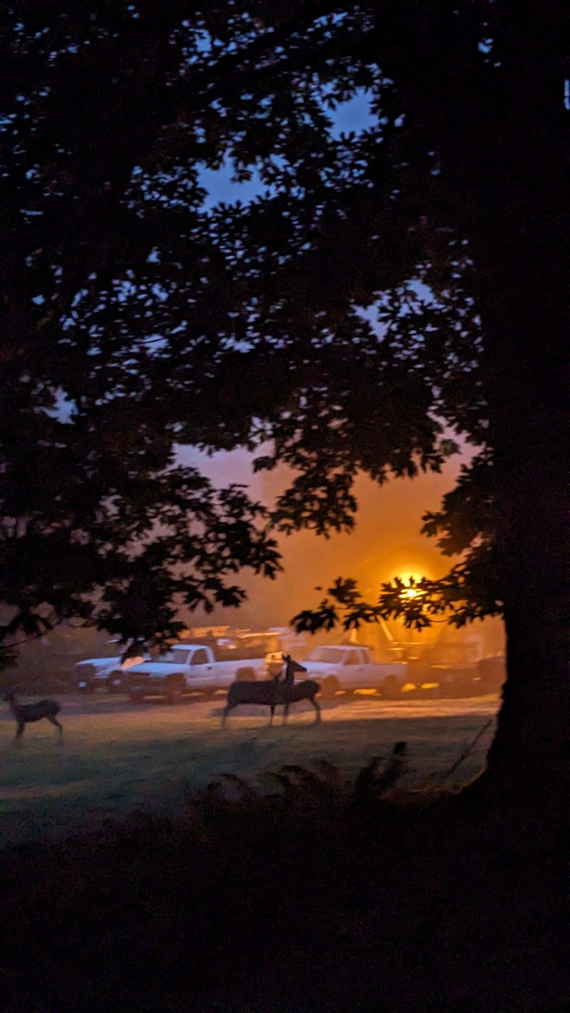 Three deer in the morning dusk out on a field.