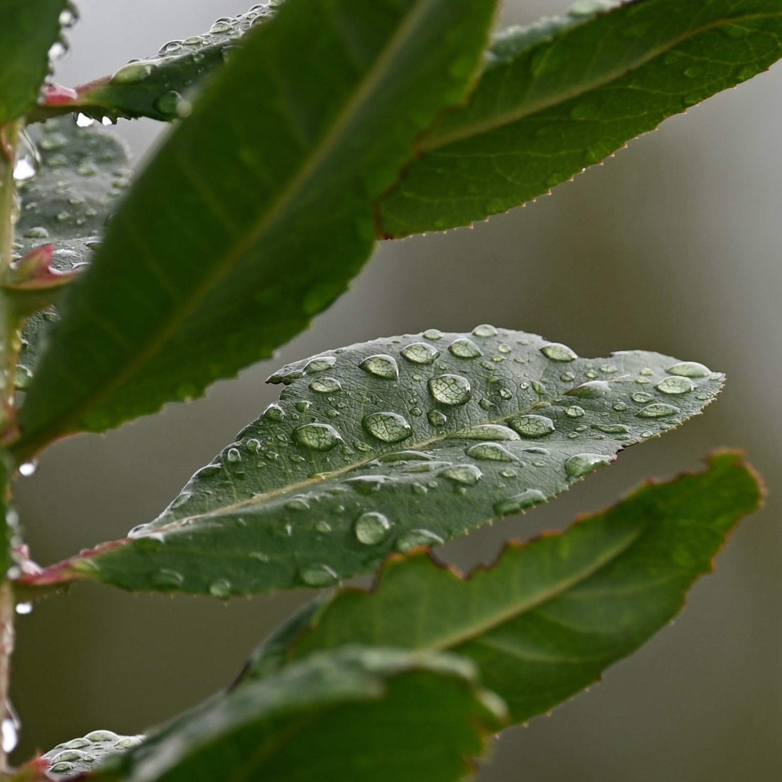 Green leaves with raindrops still on them.