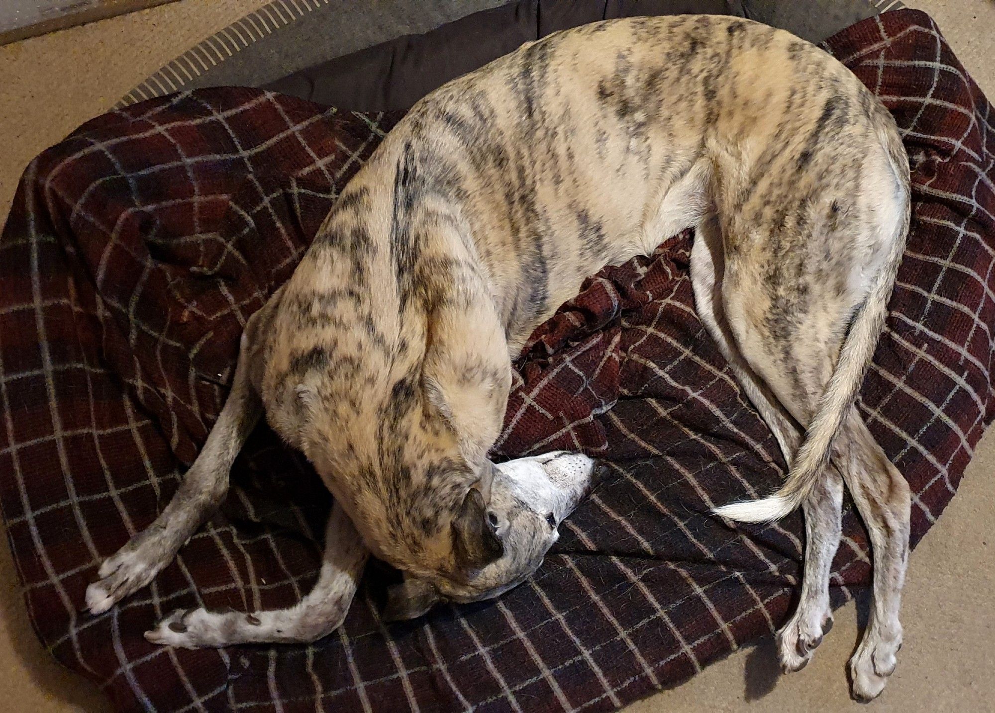 Luath the greyhound, contorting.