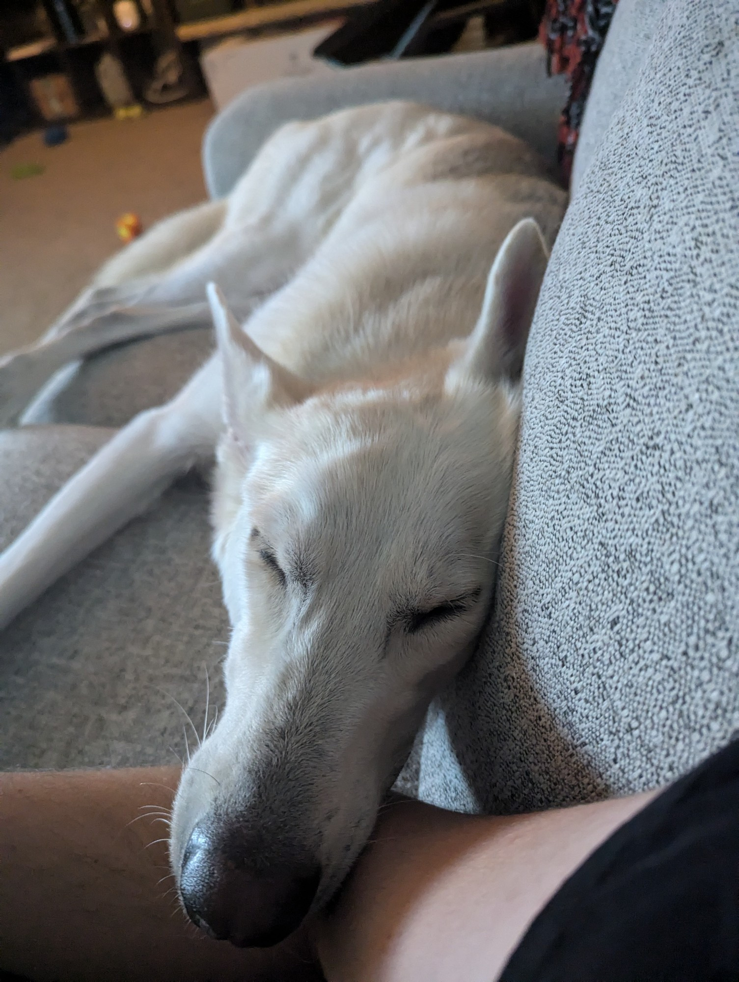 A lanky white shepherd mix dog, asleep, chin rested on the arm of the person taking the picture.