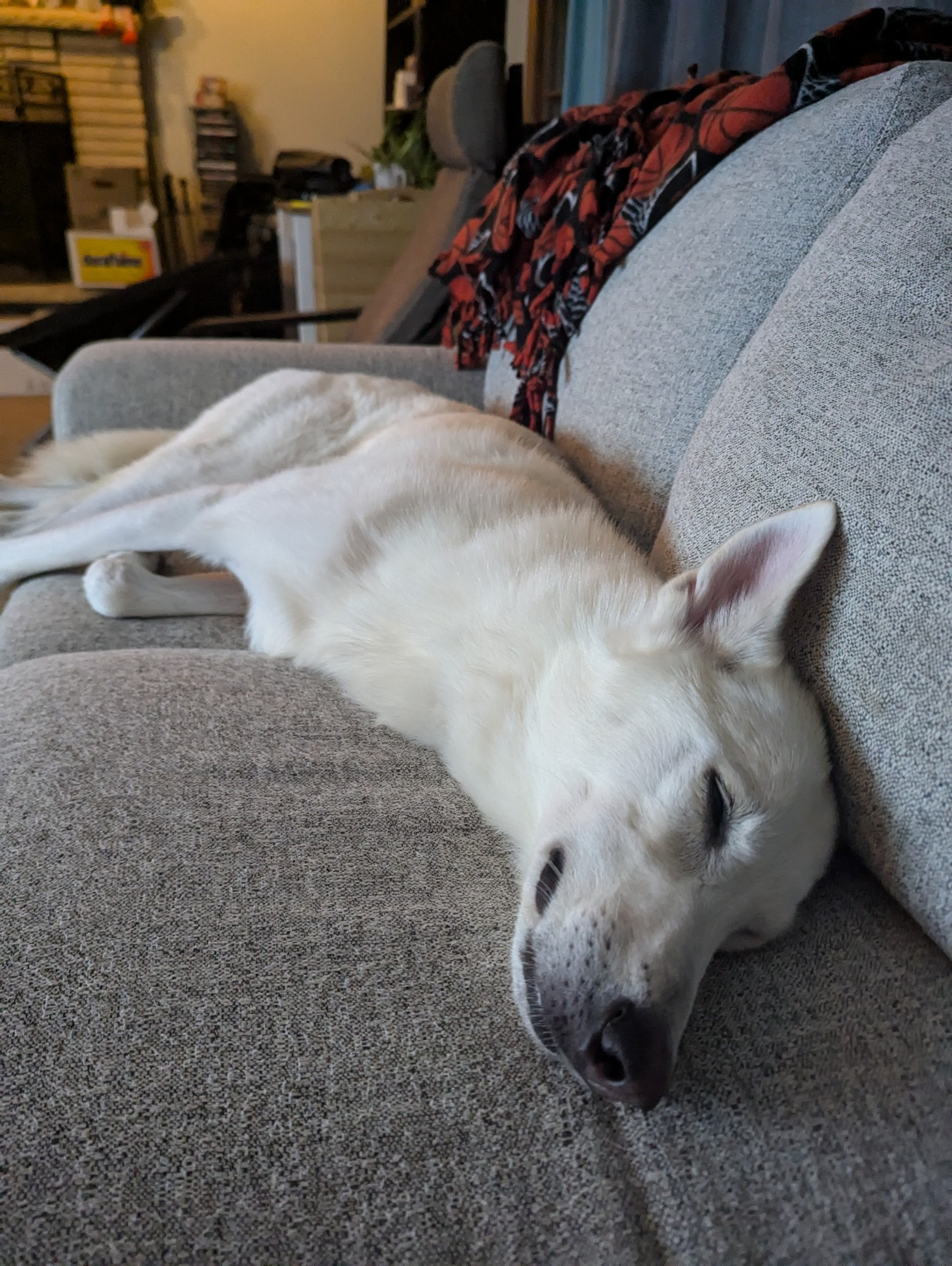 A lanky white shepherd mix dog, asleep.