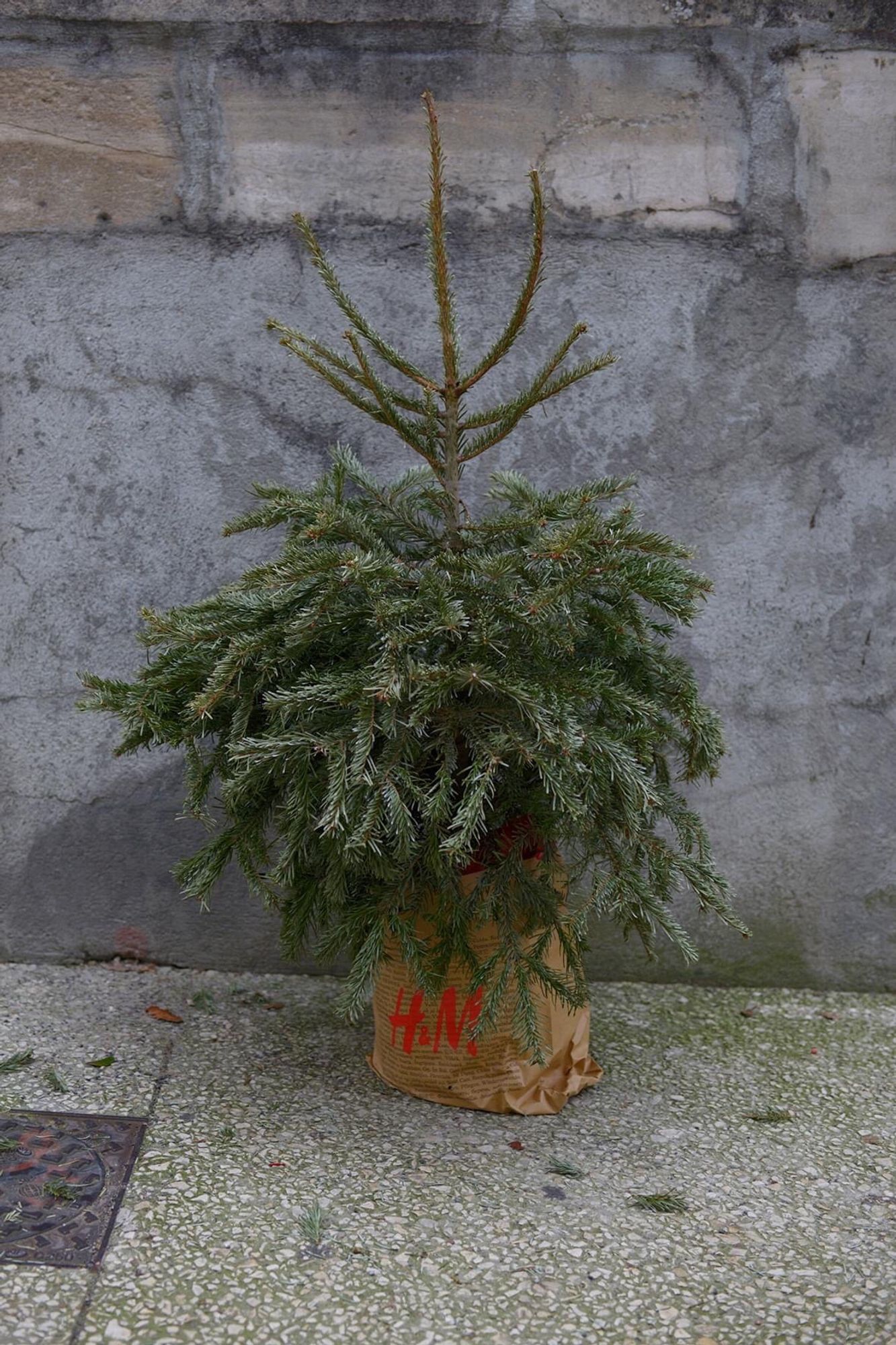 Sapin de Noël sur un trottoir, après Noël, dans un sac H&M.