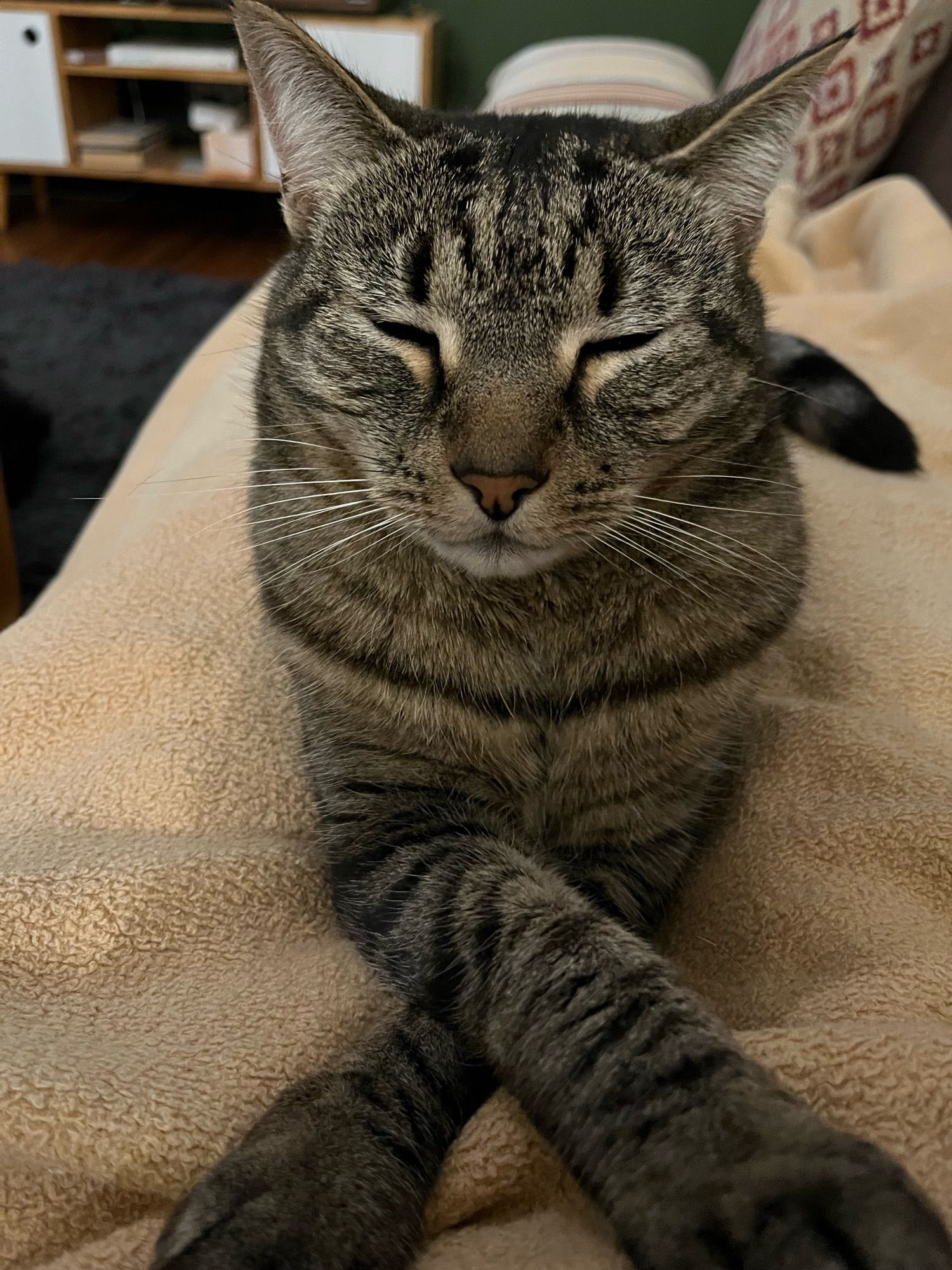 Tabby cat facing towards camera,  eyes closed, white whiskers, lying on a blanket with his front paws crossed.