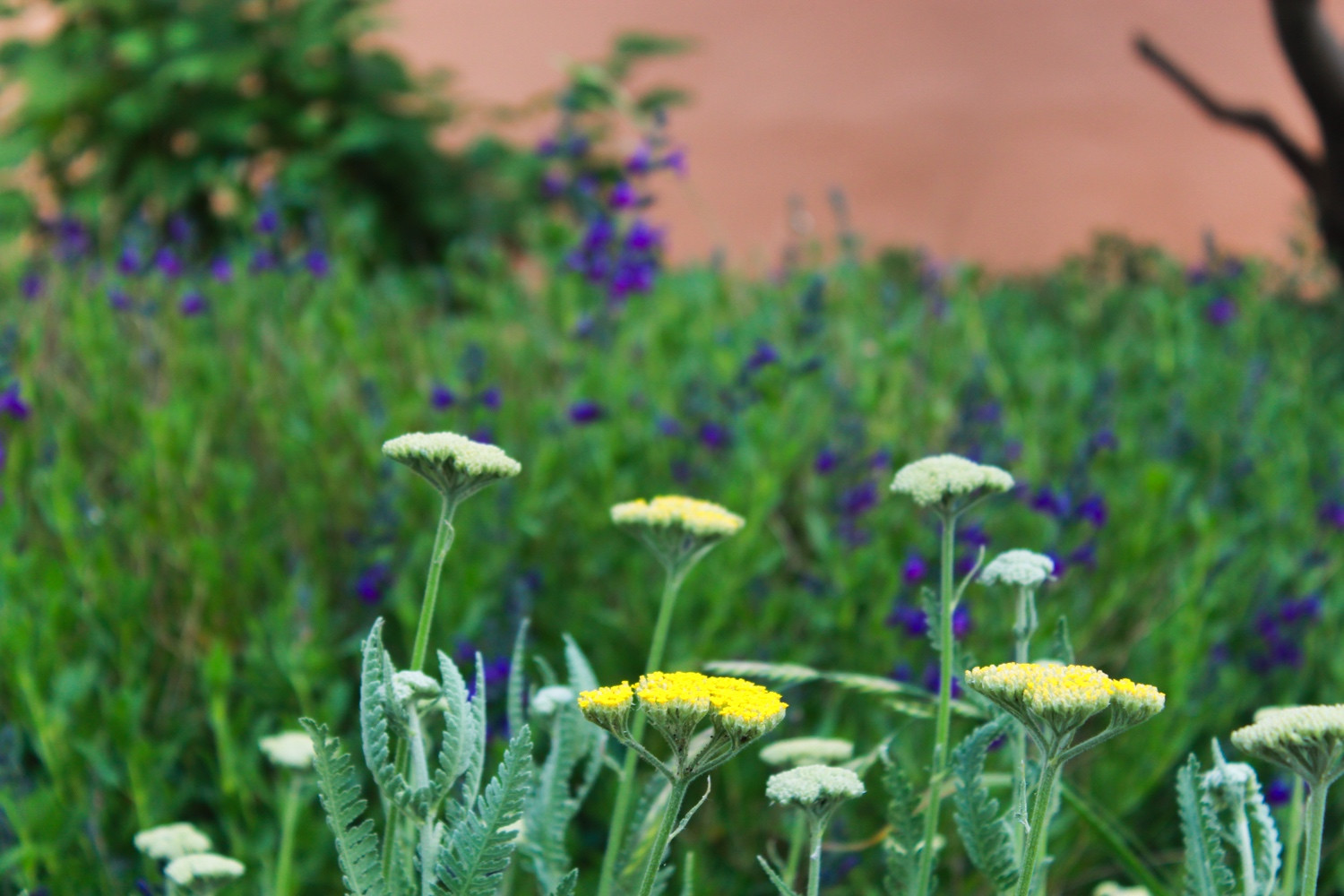 Golden Yarrow in front of purple sage