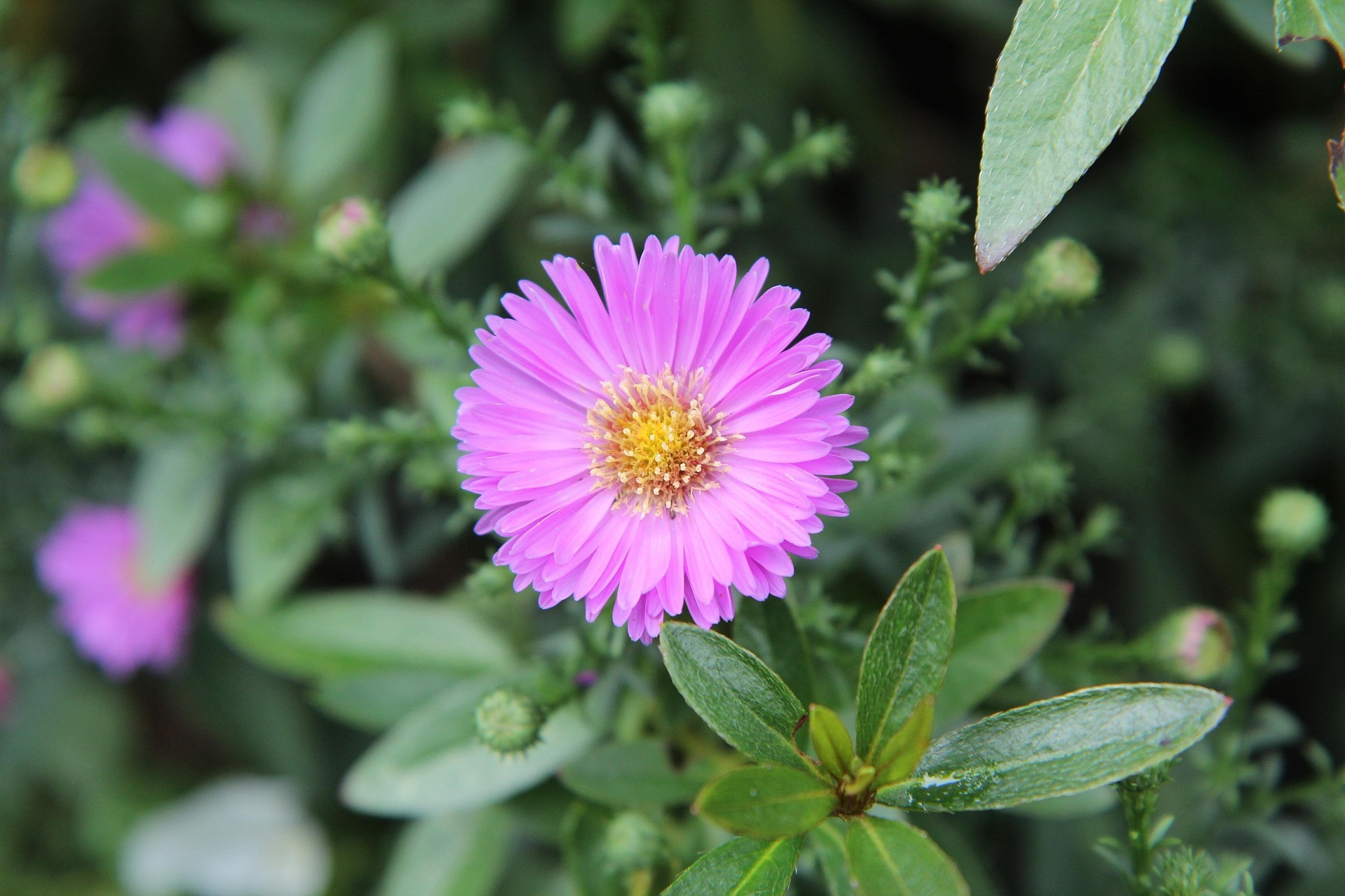 Aster in bloom